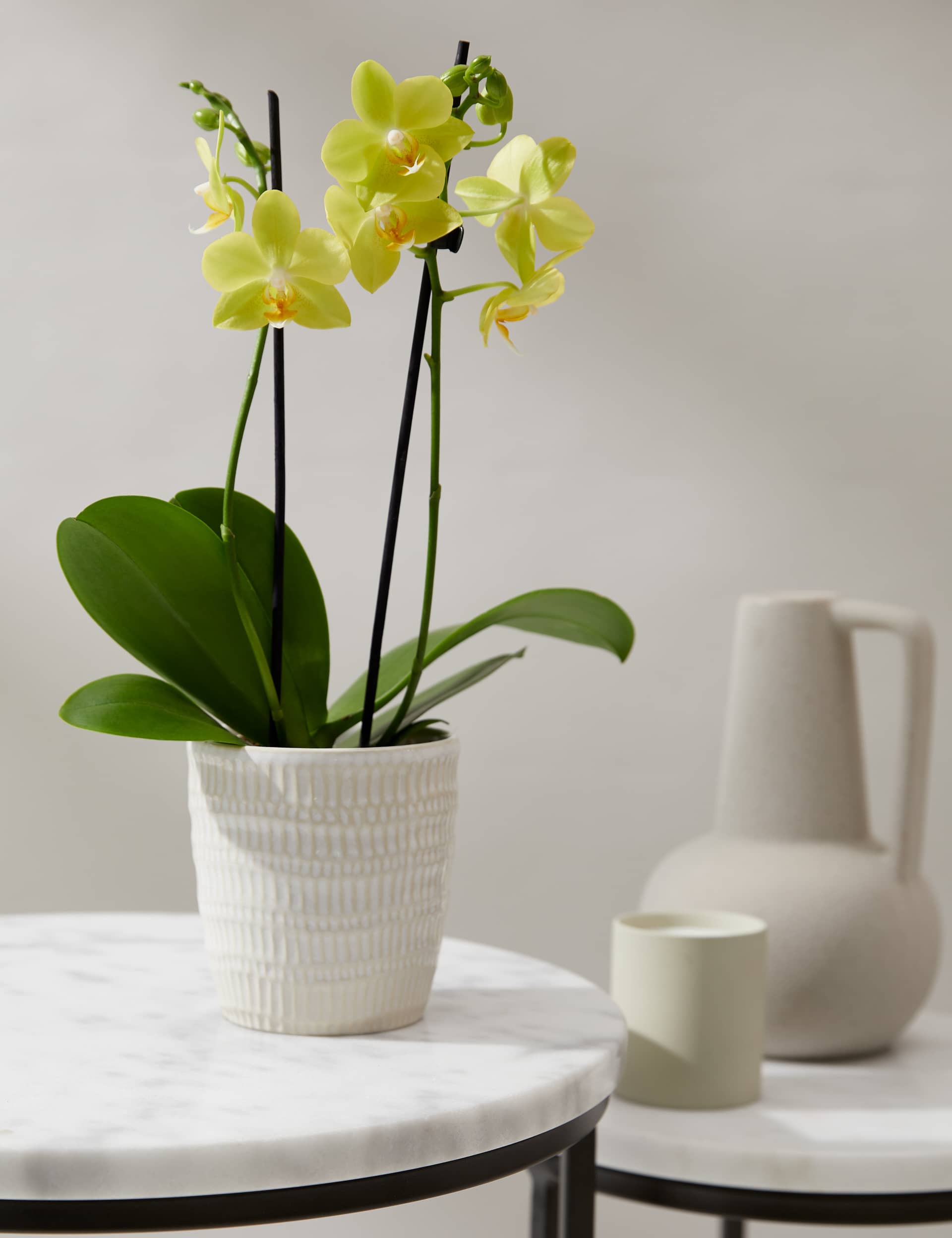 M&S Yellow Miniature Phalaenopsis Orchid in Ceramic Pot