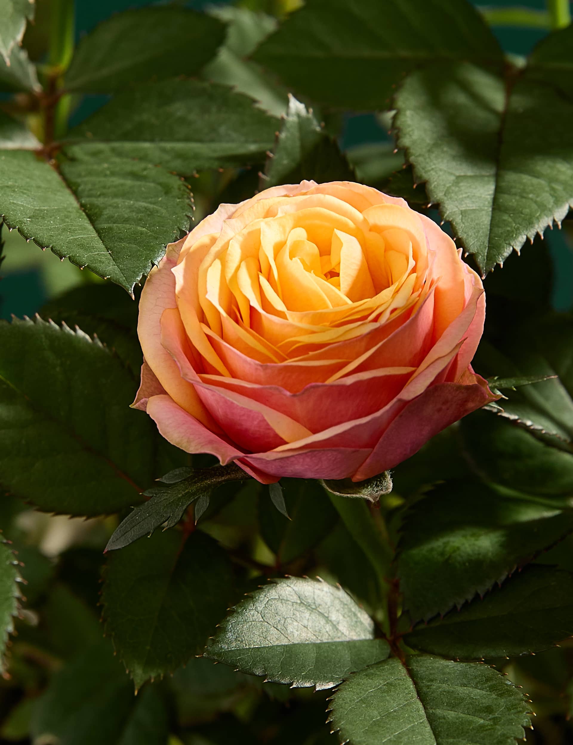 M&S Rose in Ceramic Pot with Truffles