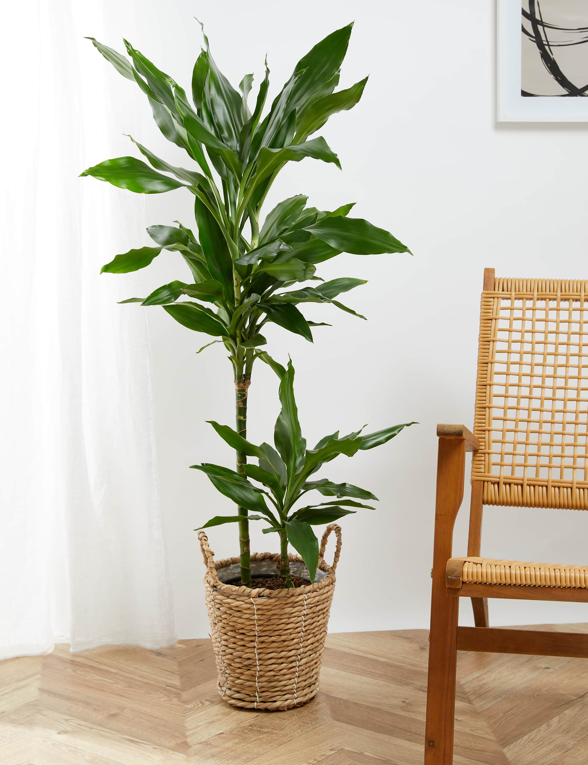 M&S Large Dracaena in Basket