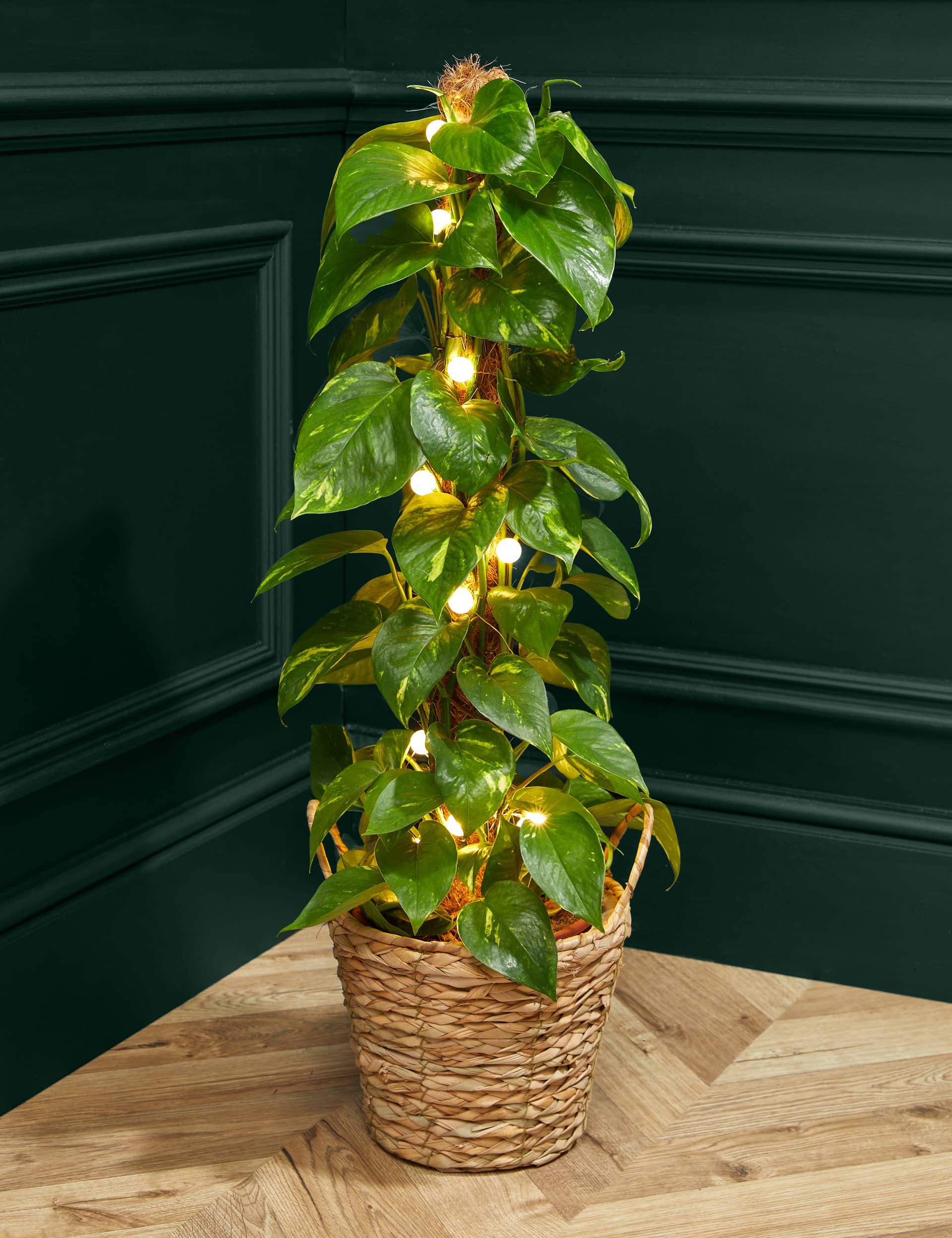 M&S Light-Up Scindapsus Moss Pole (Delivery from 27 Nov) image