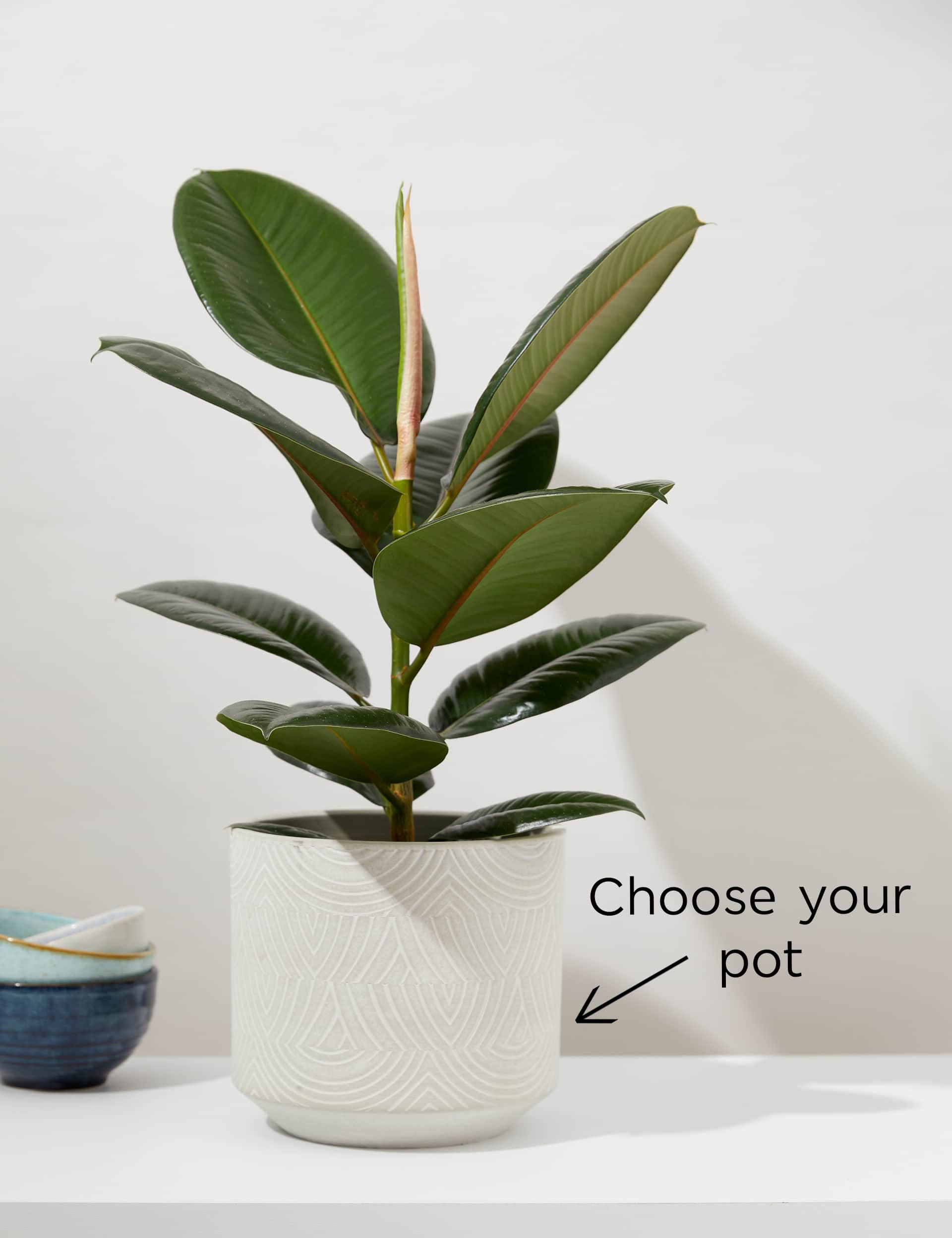 M&S Large Ficus Rubber Plant