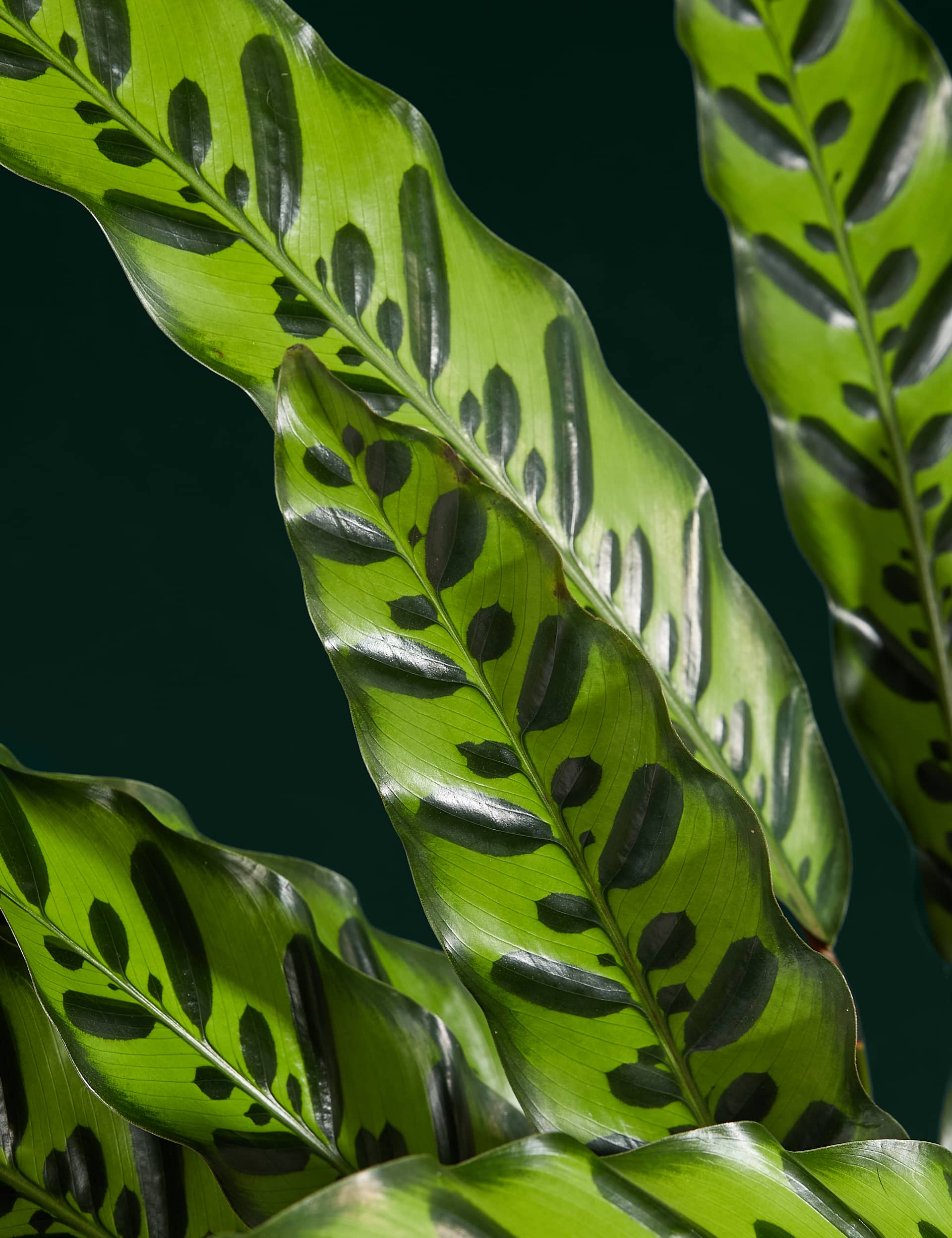 M&S Large Calathea Plant