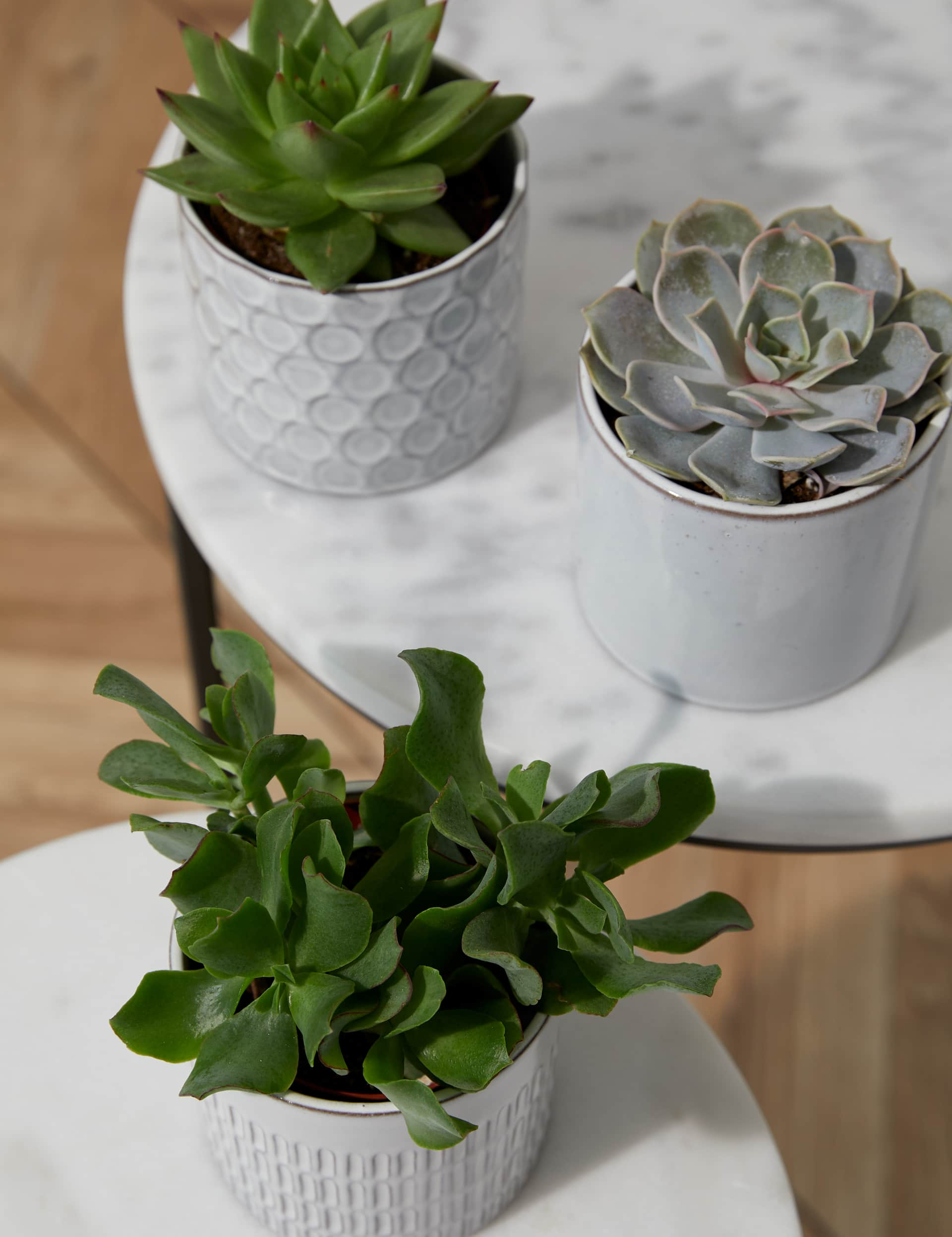 M&S Shelfie Succulent Trio