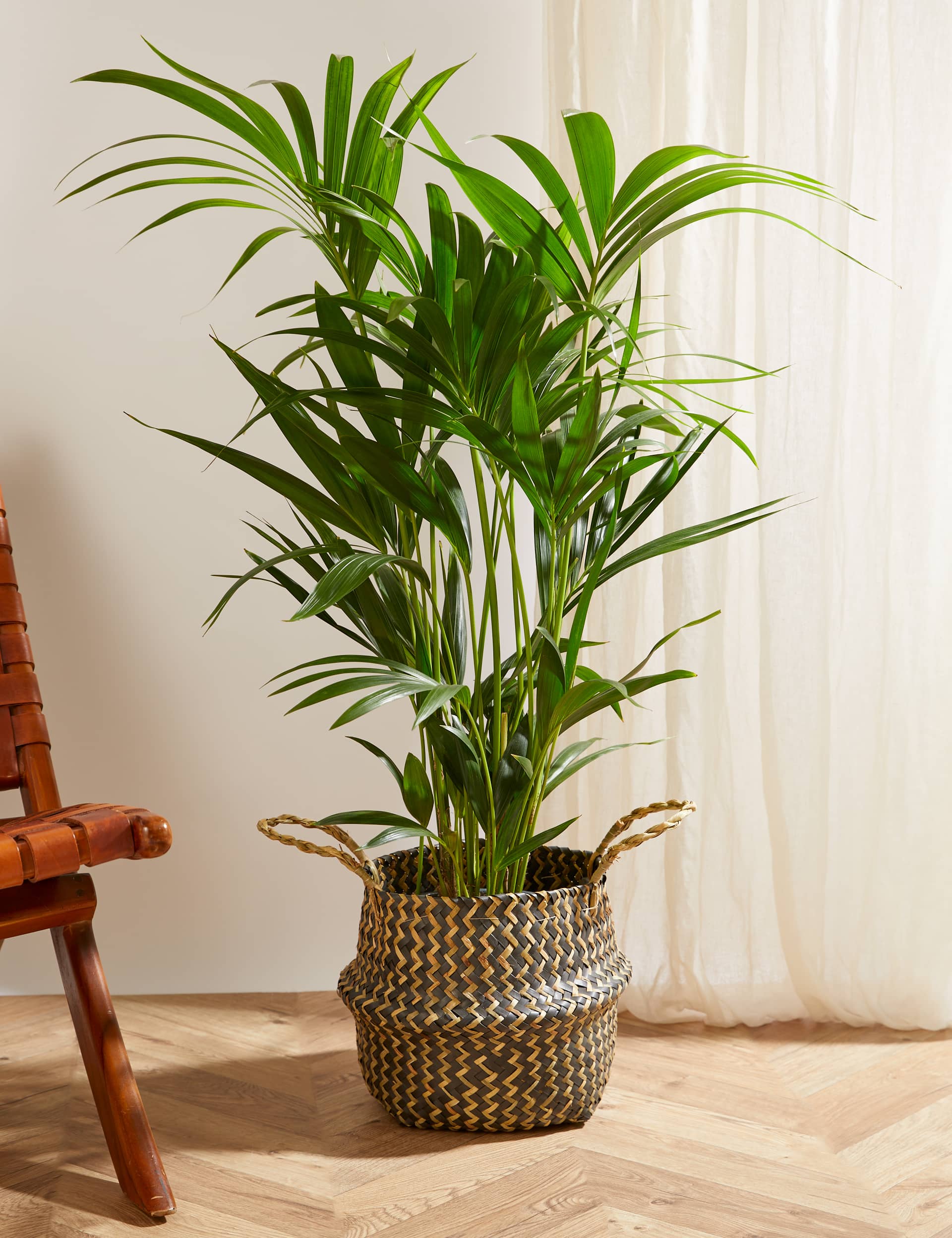 M&S Extra Large Palm Plant with Basket