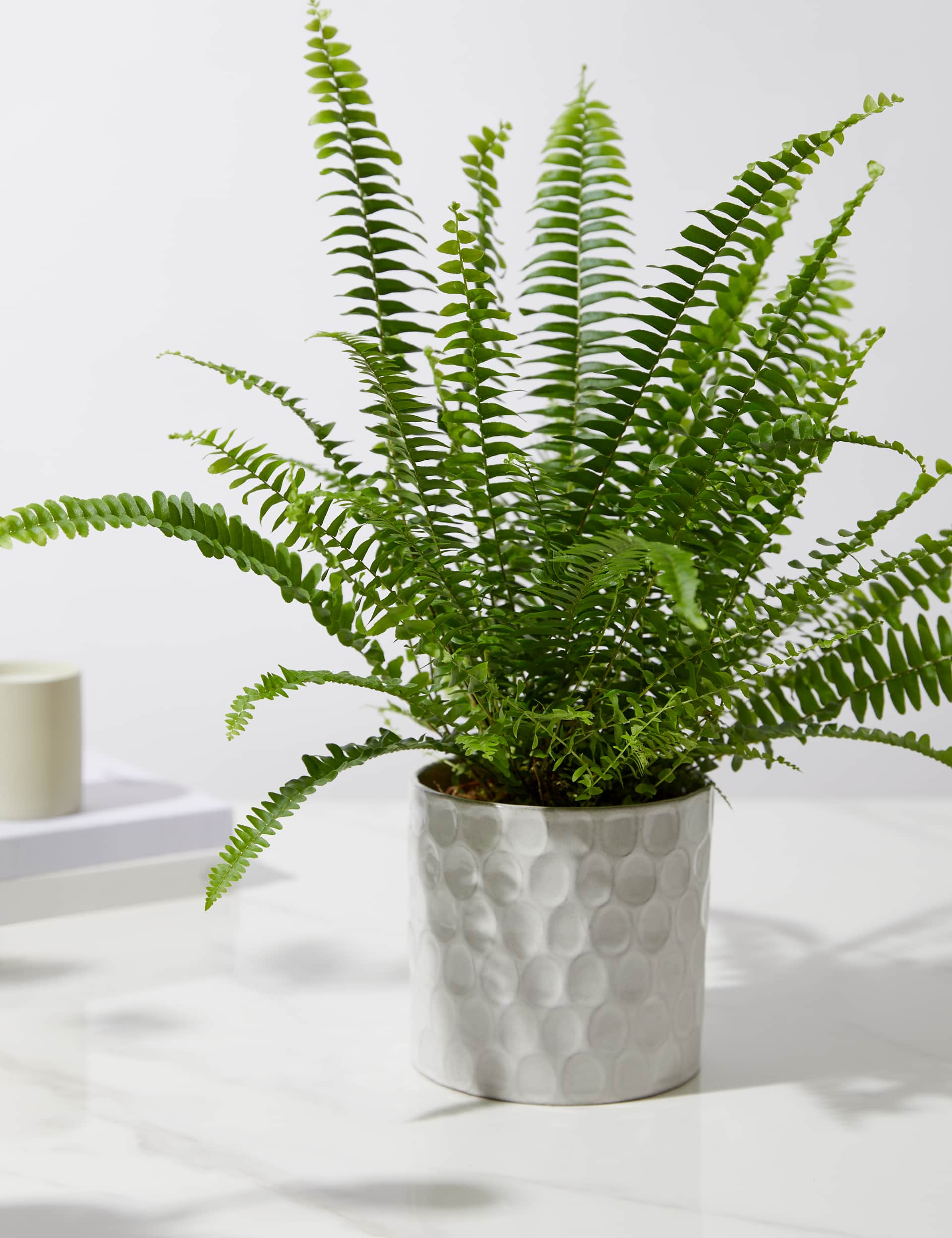 M&S Medium Boston Fern in Ceramic Pot