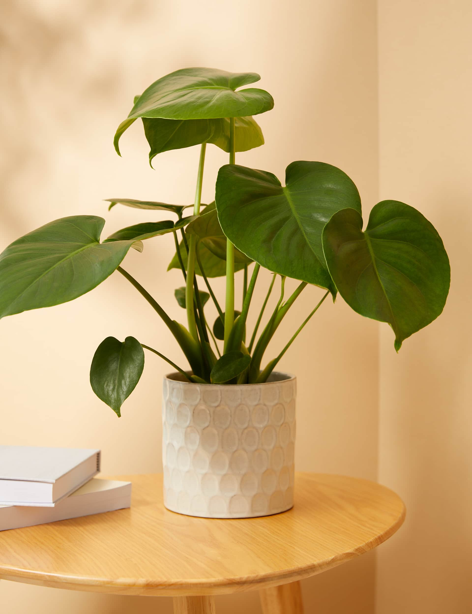 M&S Medium Monstera (Swiss Cheese Plant) in Ceramic Pot