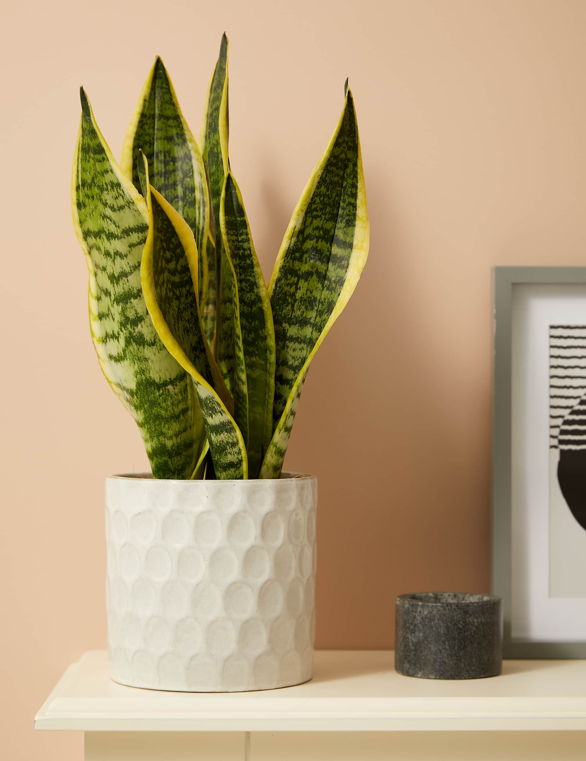 M&S Medium Sansevieria (Snake Plant) in Ceramic Pot