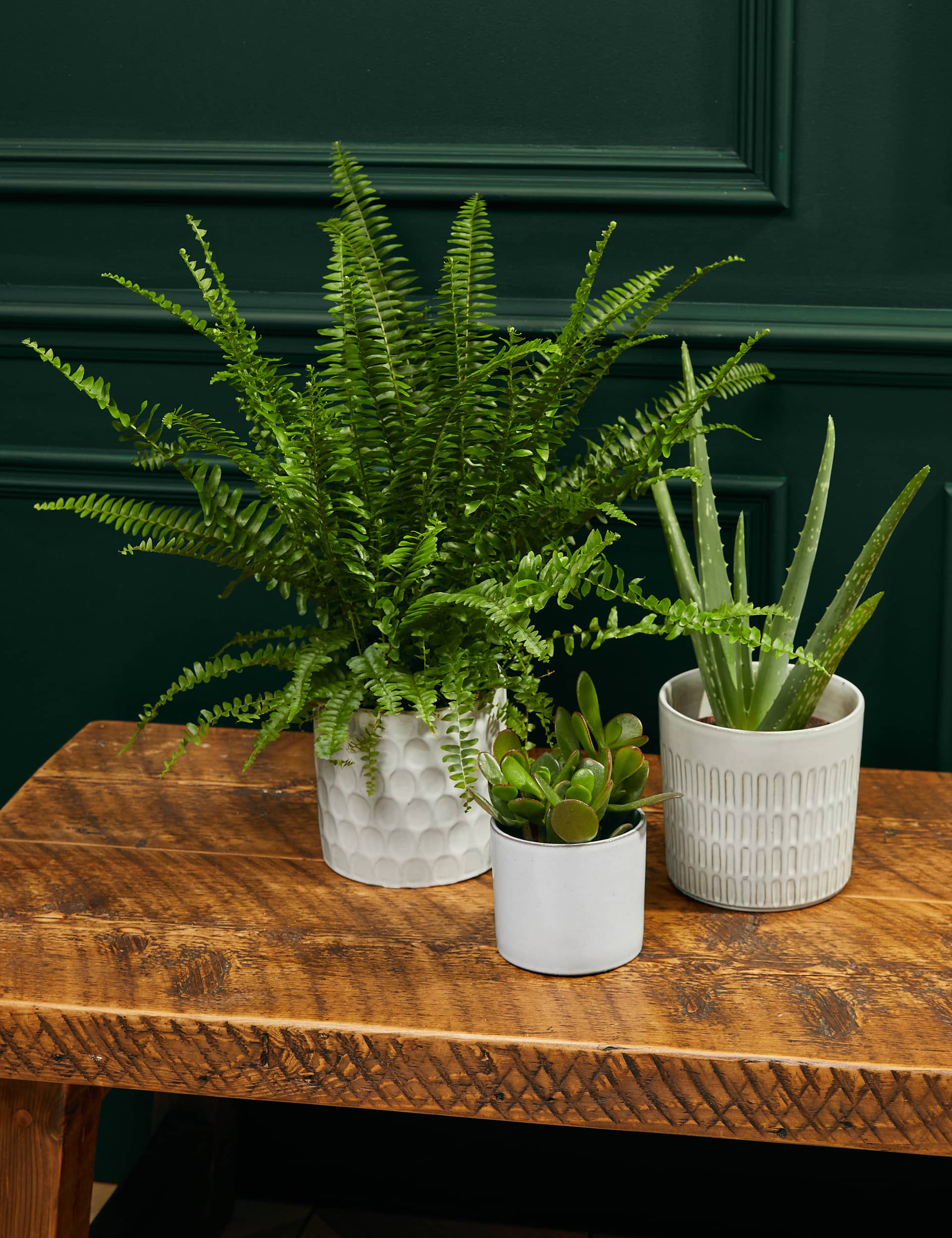 M&S Bathroom Green Plant Bundle