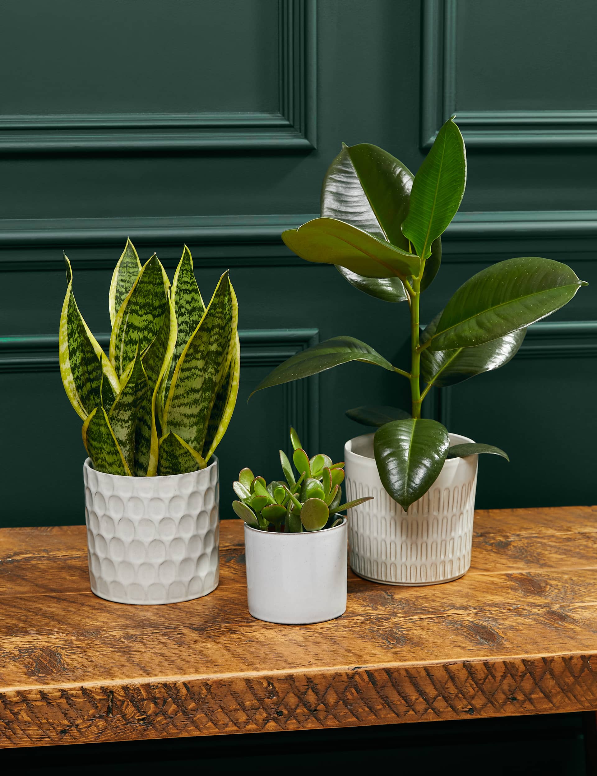 M&S Easy Care Green Plant Bundle