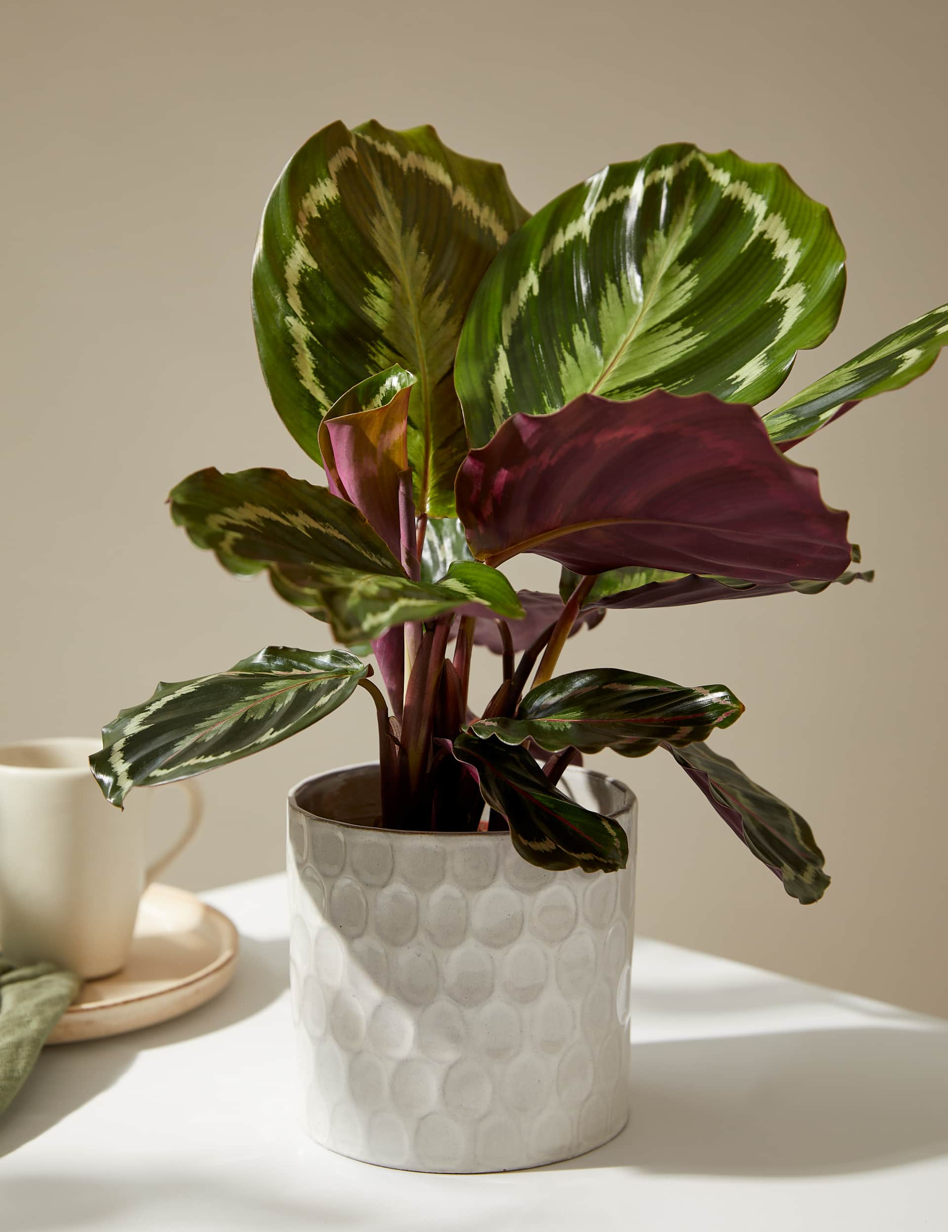 M&S Medium Calathea in Ceramic Pot