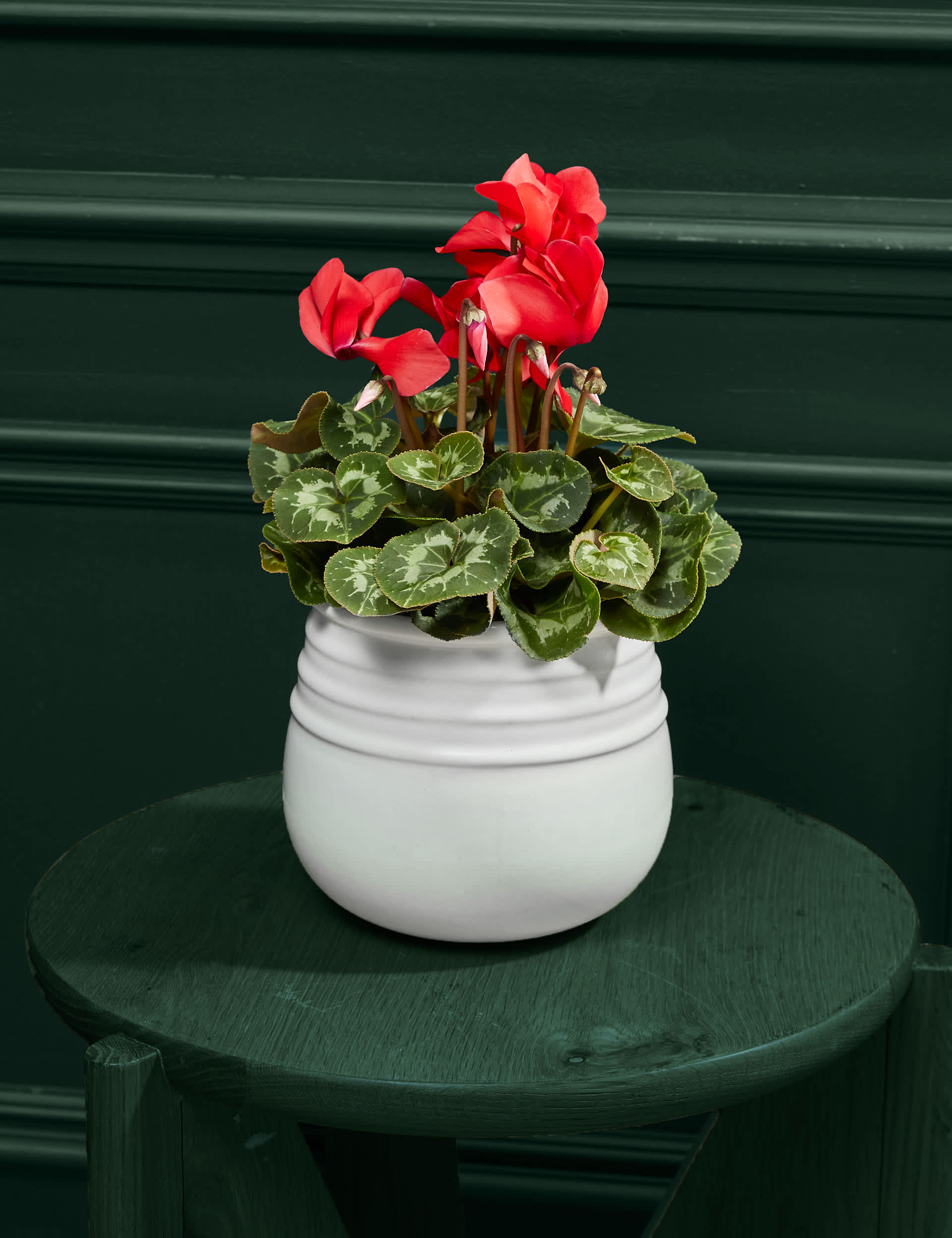 M&S Red Cyclamen