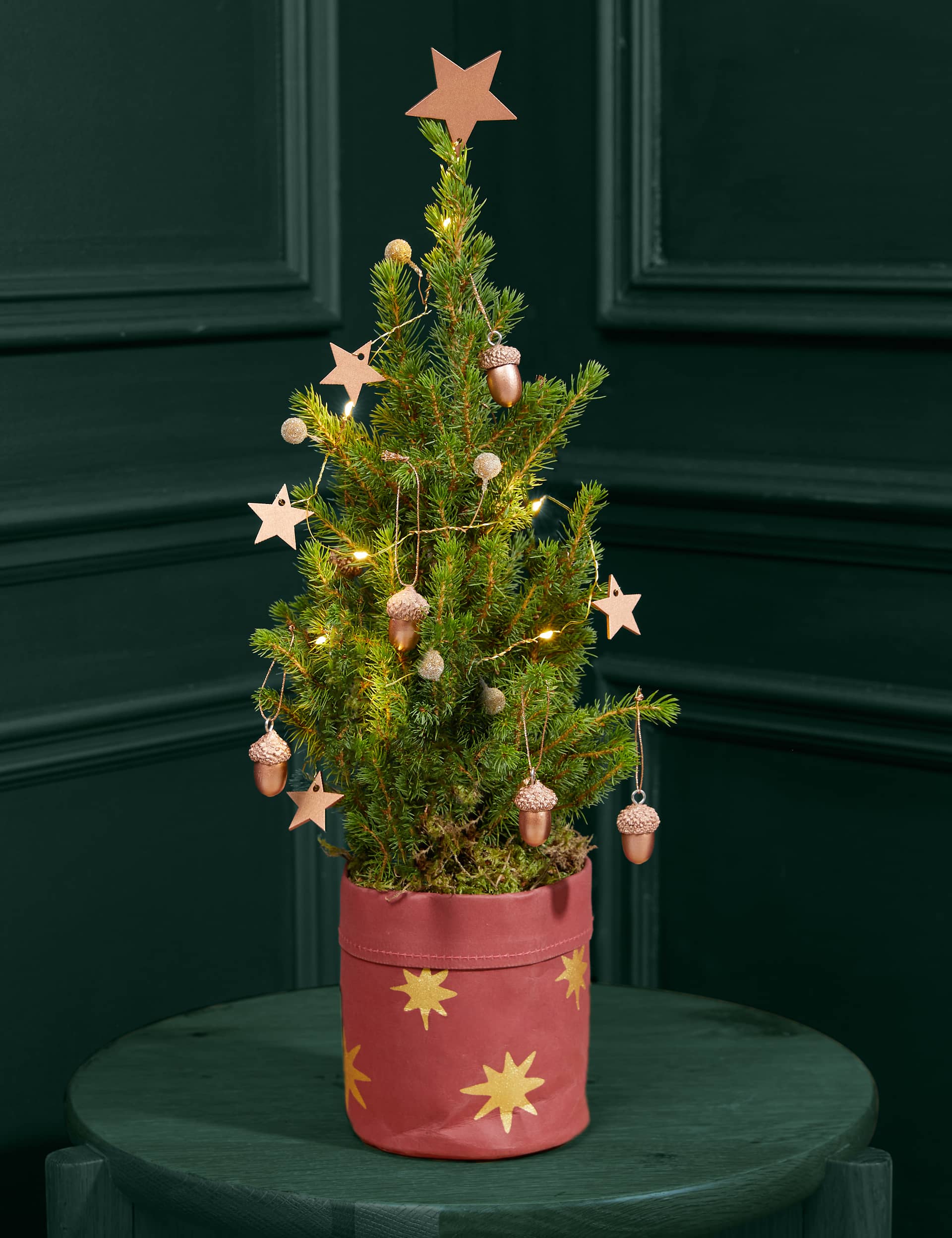 M&S Acorn Letterbox Tree image