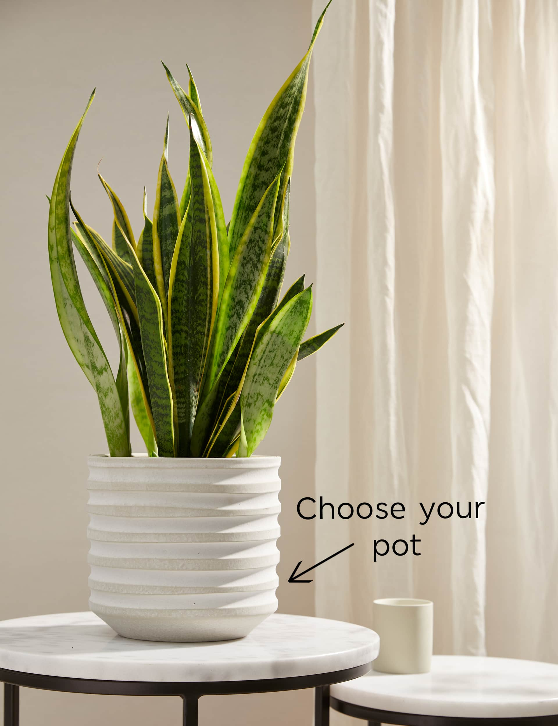 M&S Large Sansevieria Plant