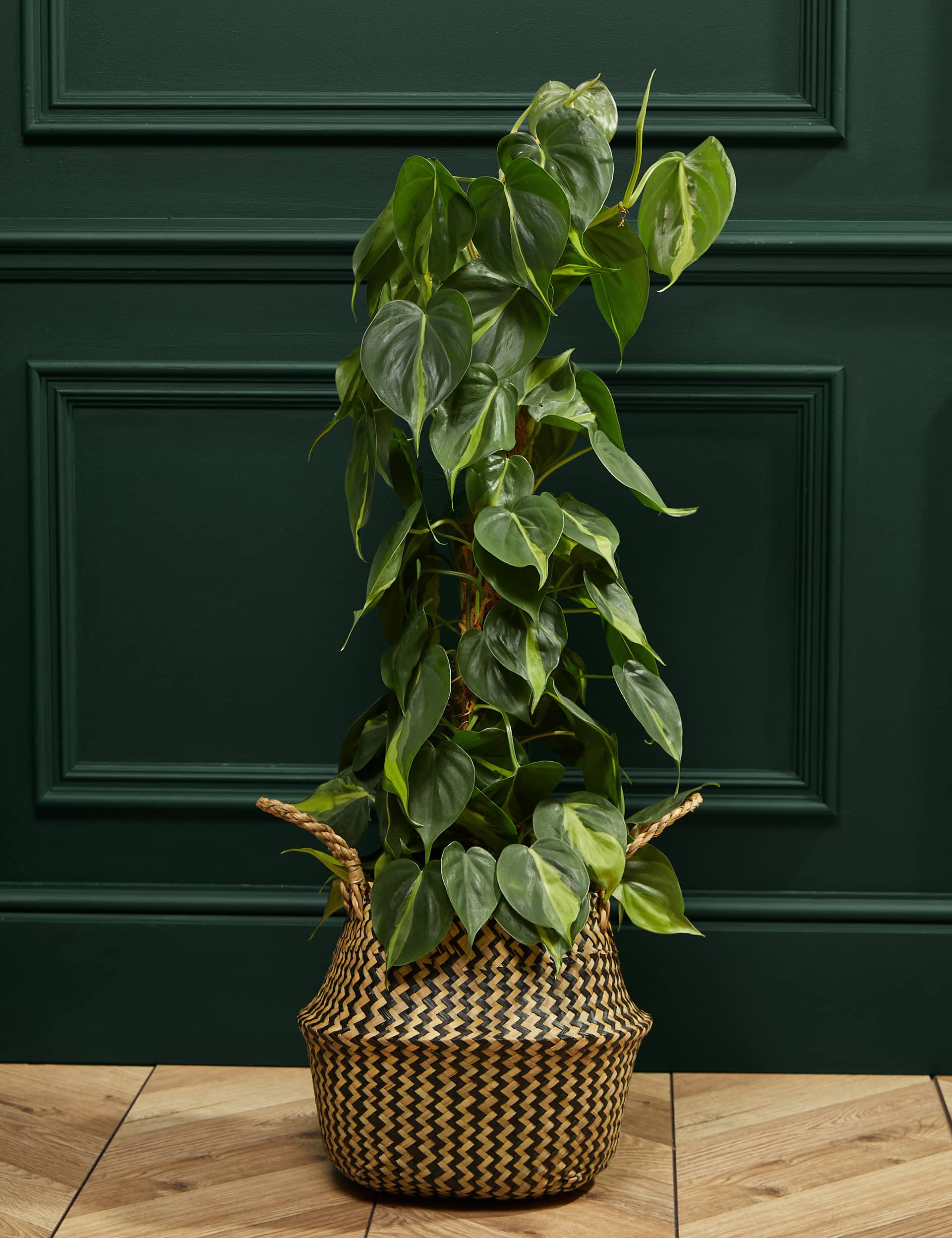 M&S Large Philodendron Plant