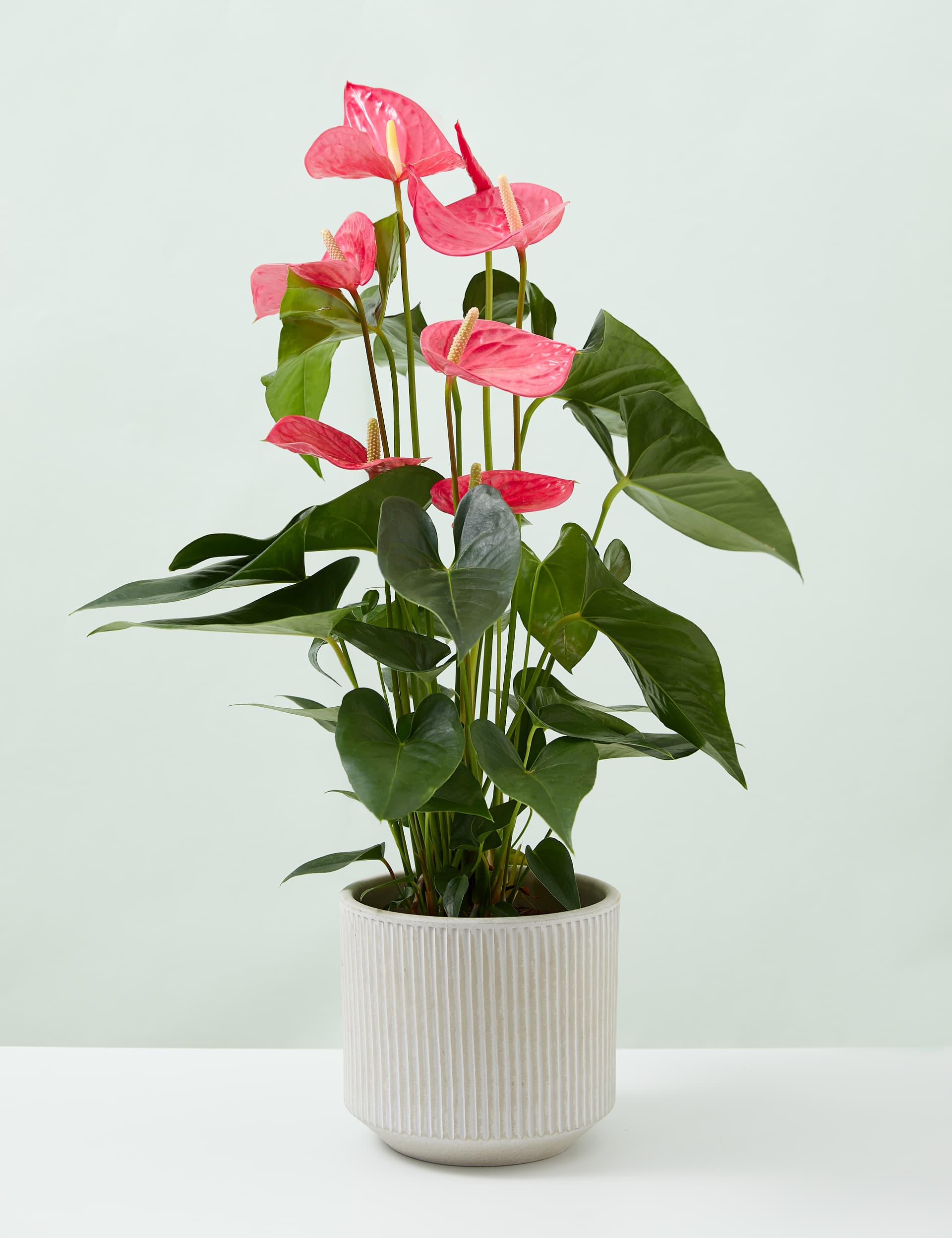 M&S Pink Anthurium