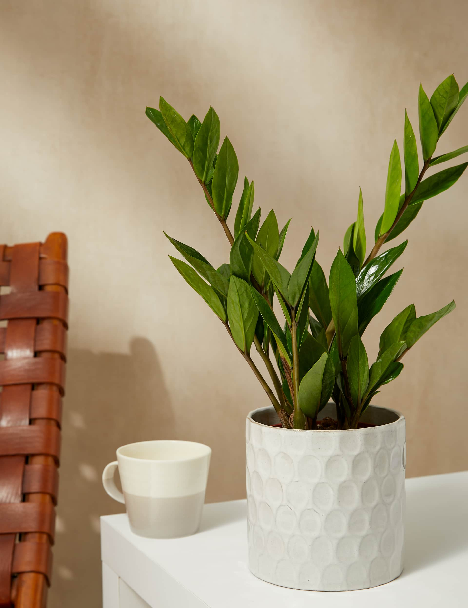 M&S Medium Zamioculcas in Ceramic Pot