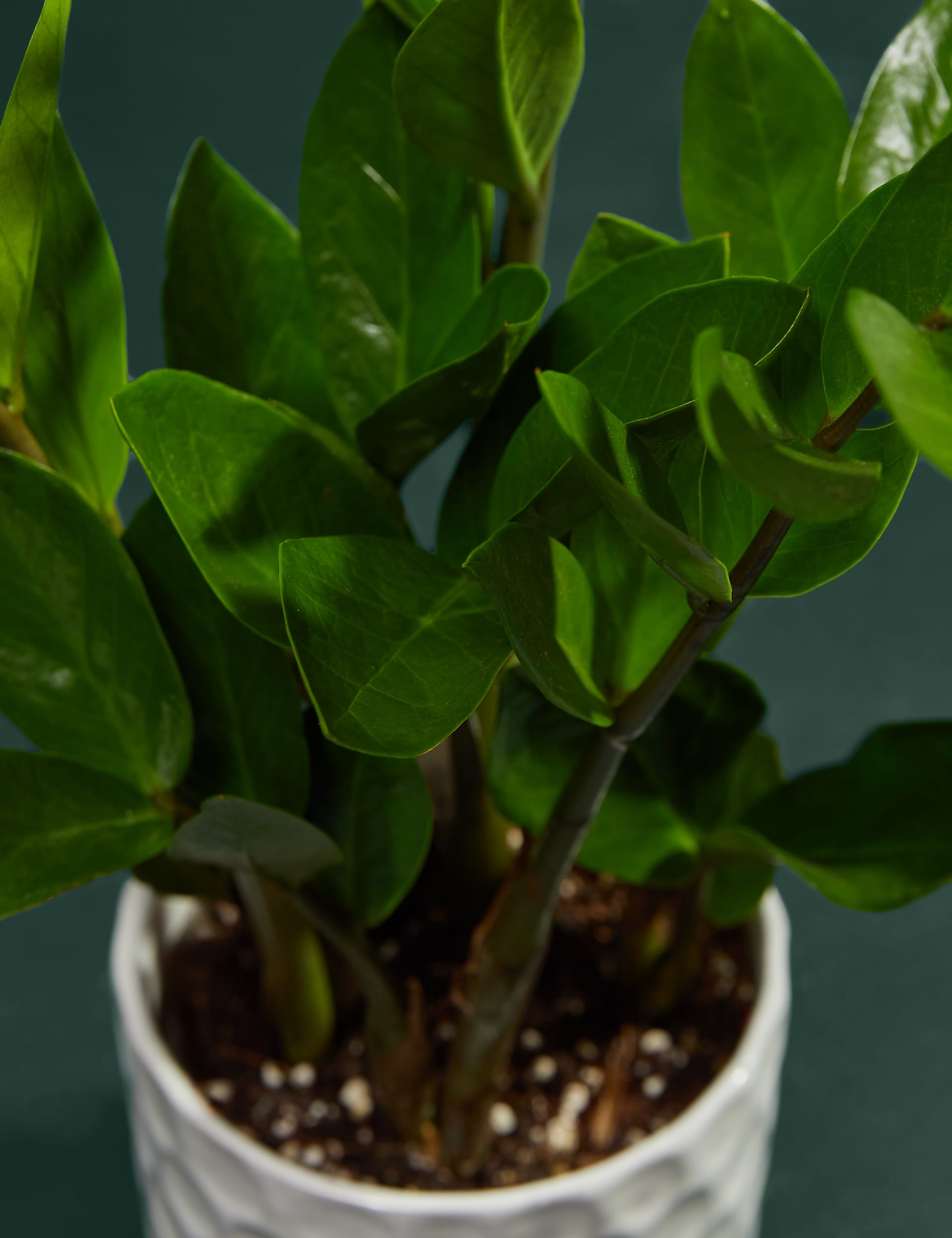 M&S Medium Zamioculcas in Ceramic Pot