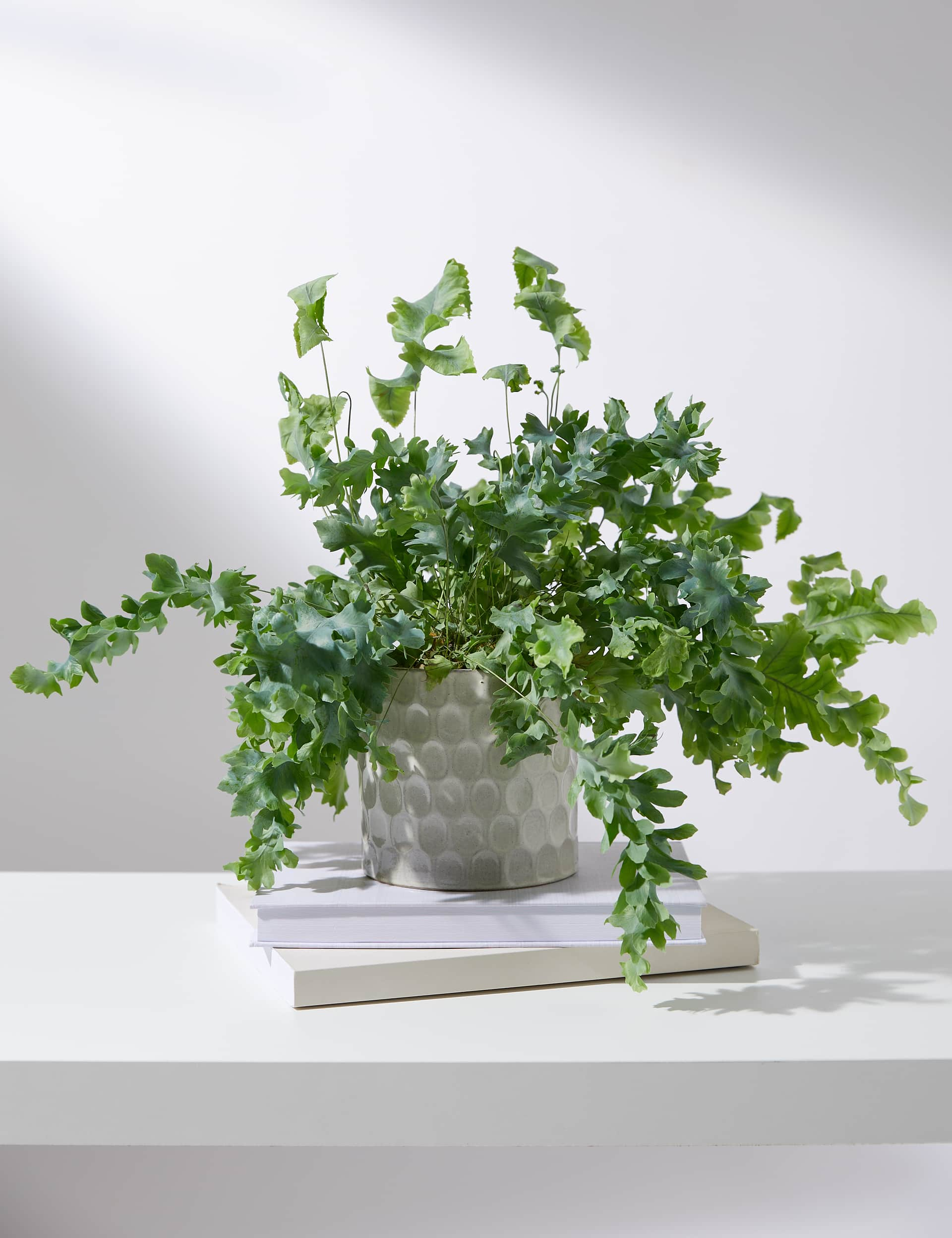 M&S Fern Ceramic