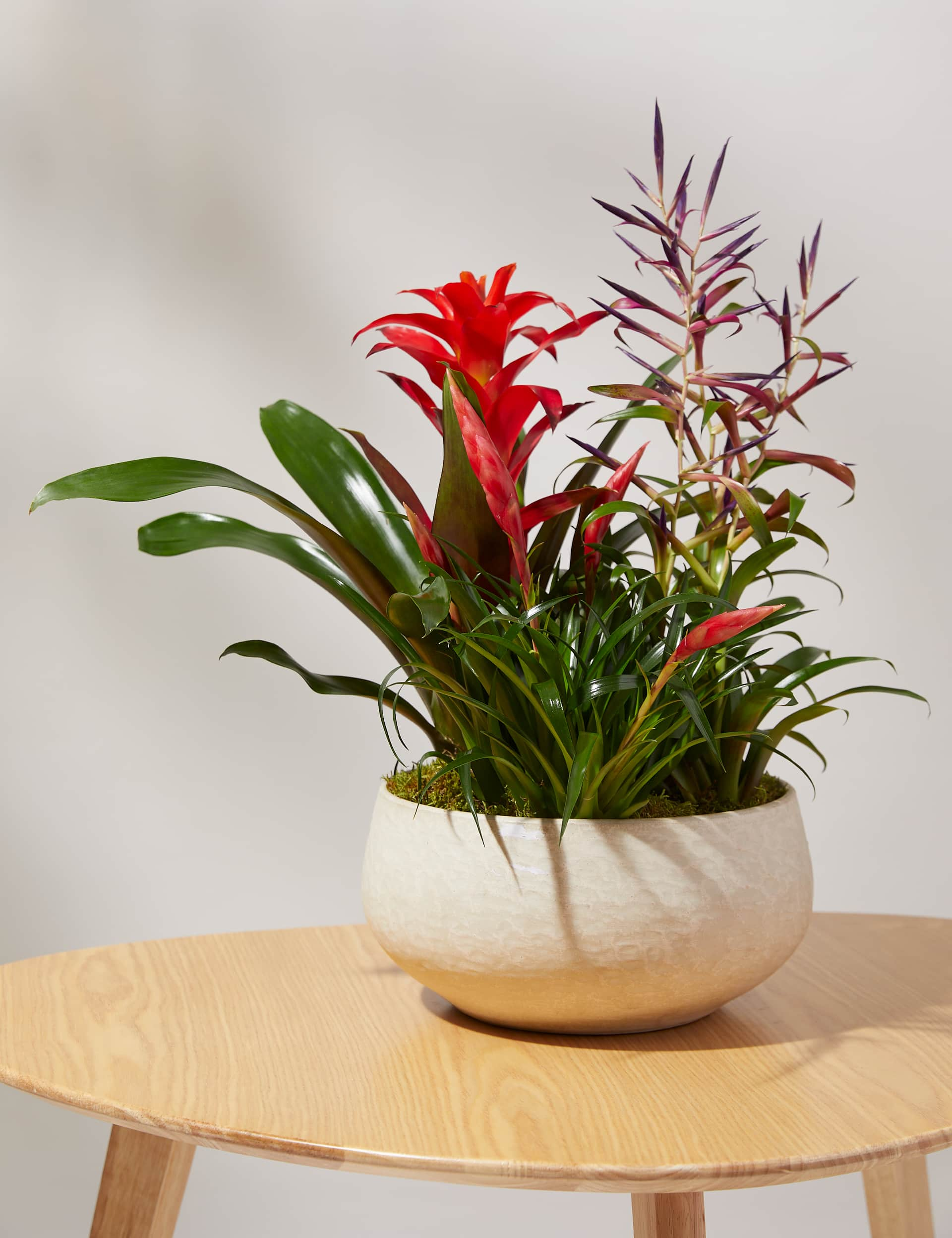 M&S Bromeliad Ceramic Planter