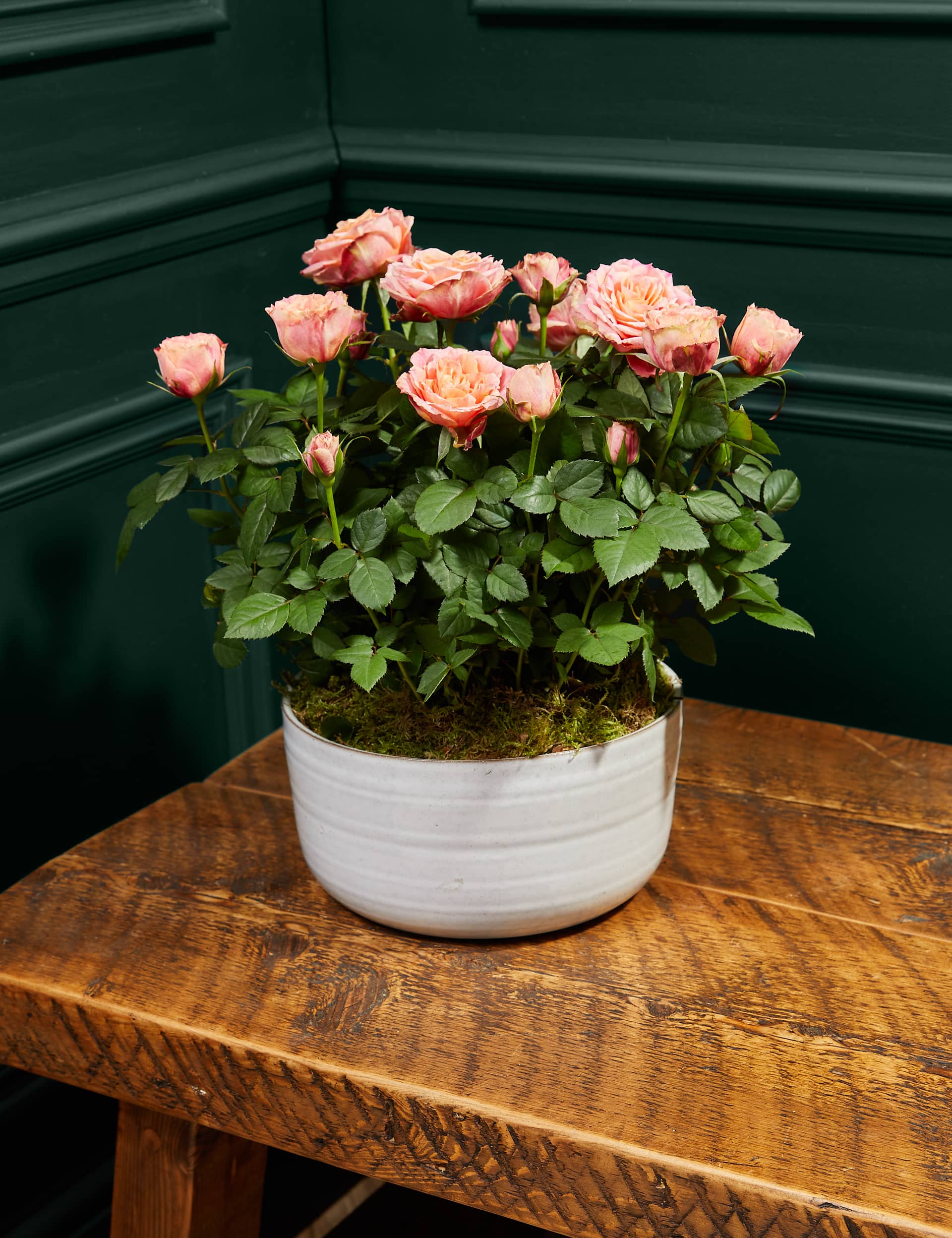 M&S Speciality Rose Planter