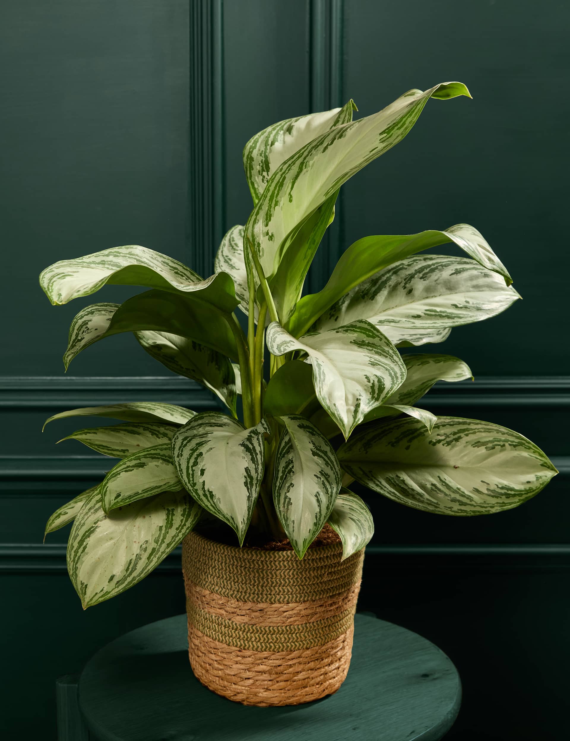 M&S Aglaonema in Basket