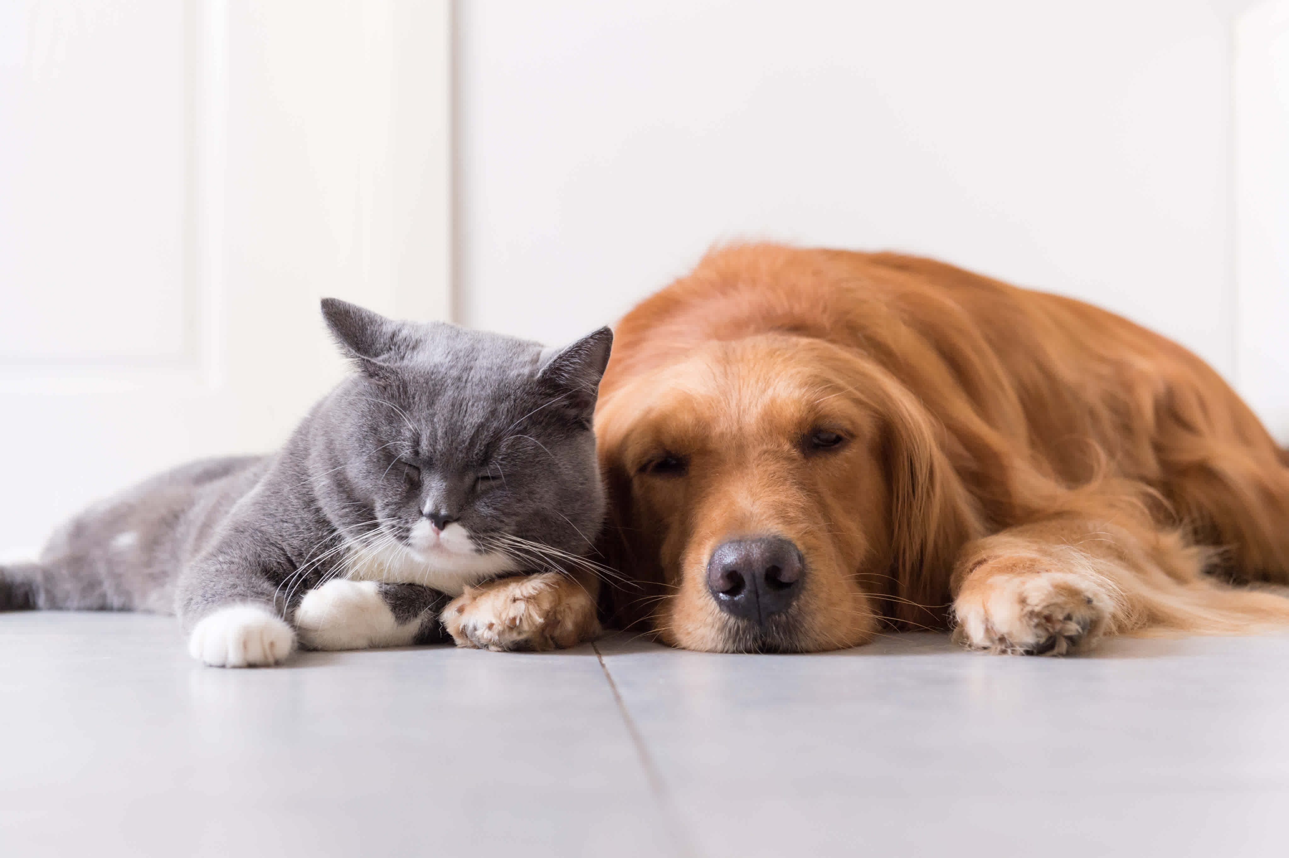 A grey cat and a golden retriever sleeping side-by-side on a light floor