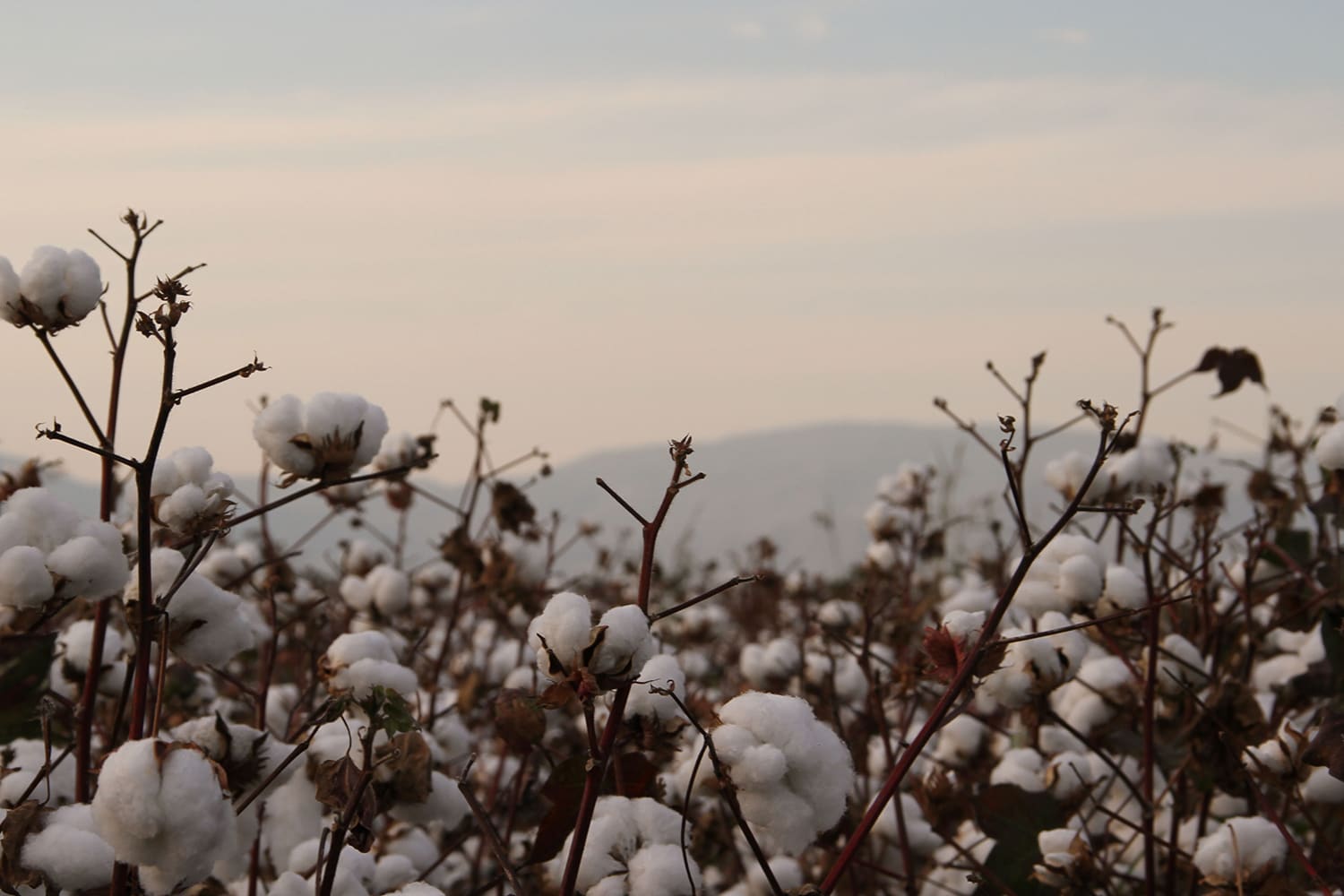 Cotton growing in a field