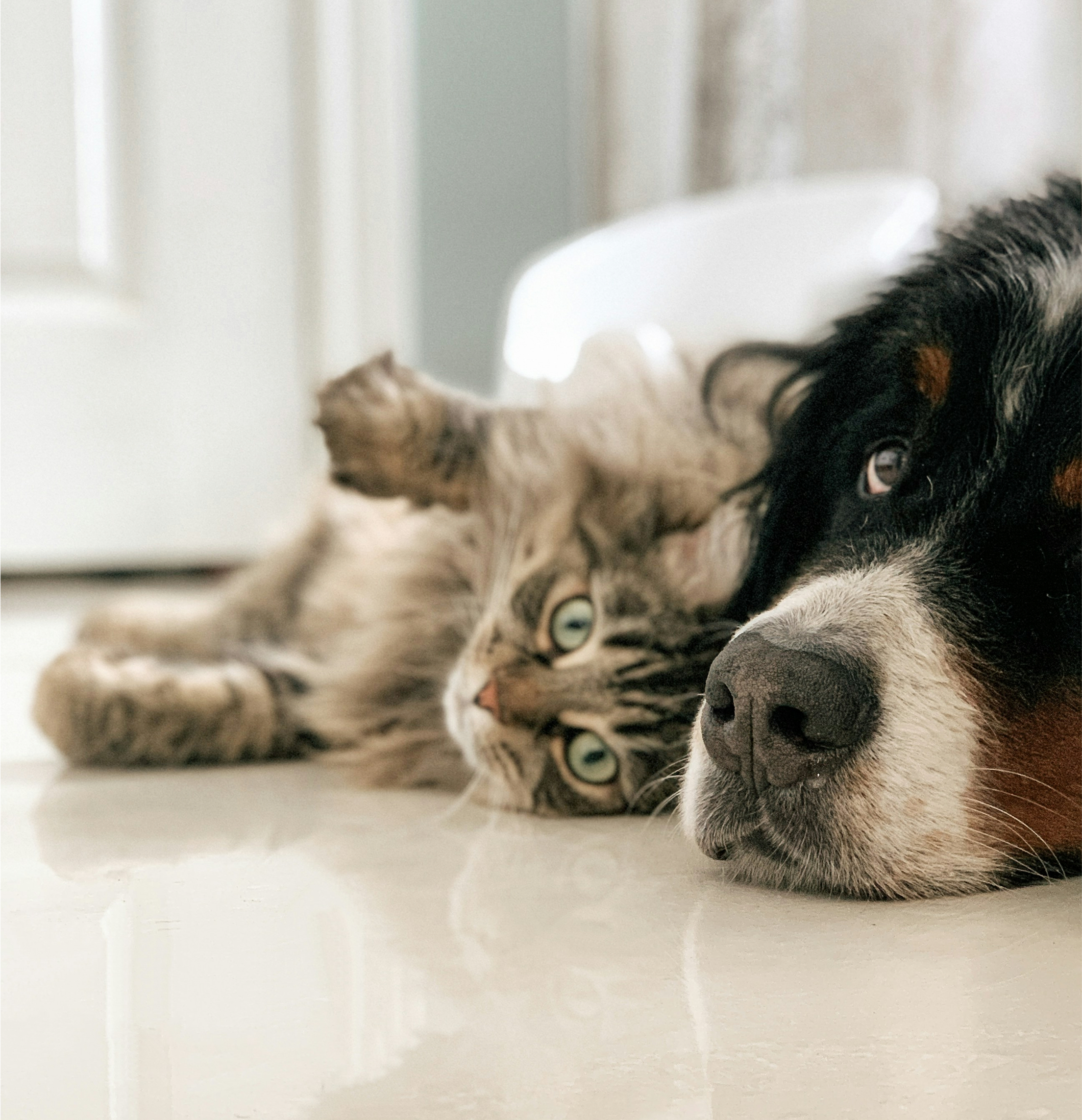 Pet Insurance Banner