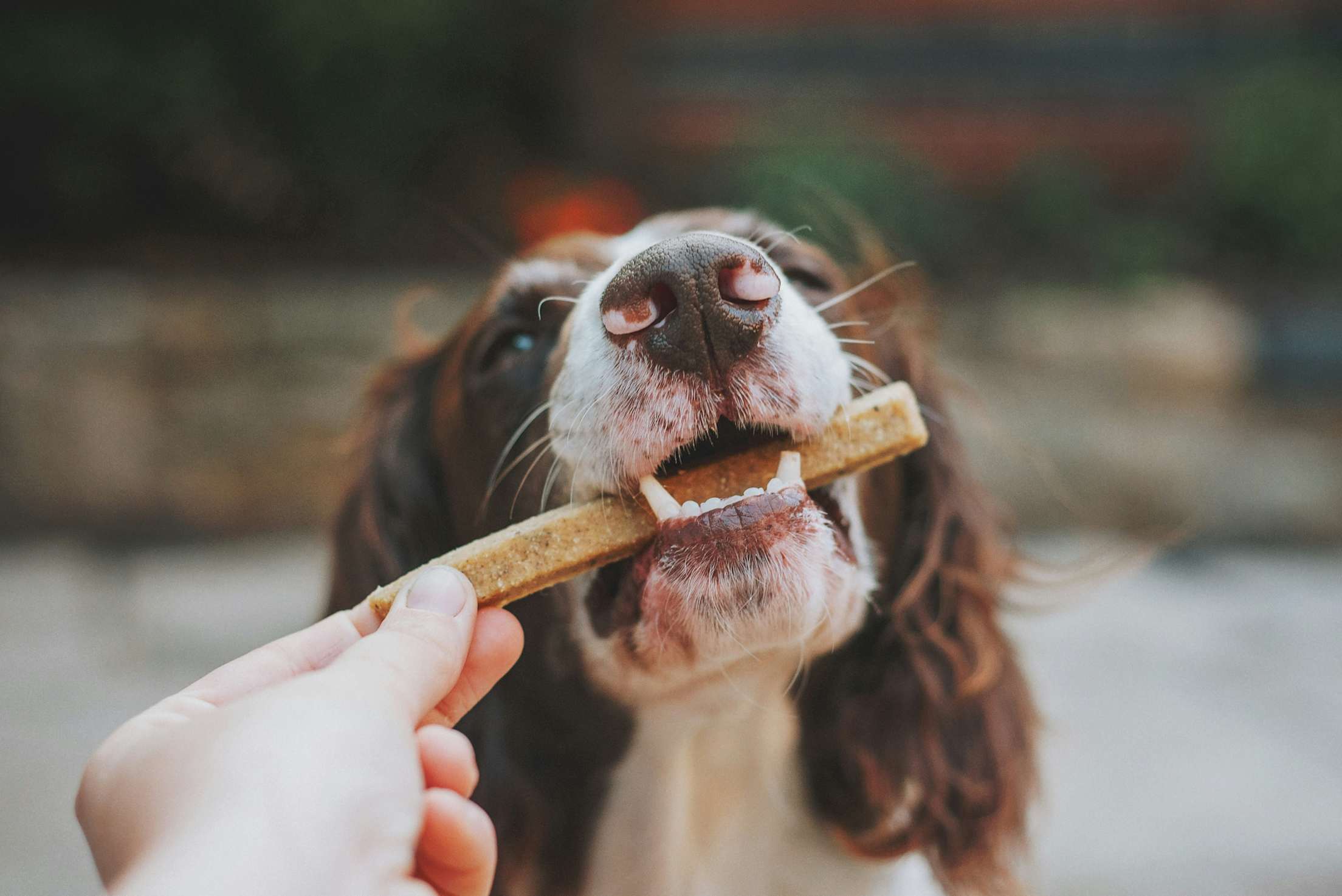 a dog eating a treat