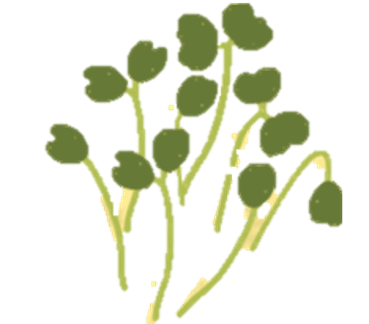 Micro cress