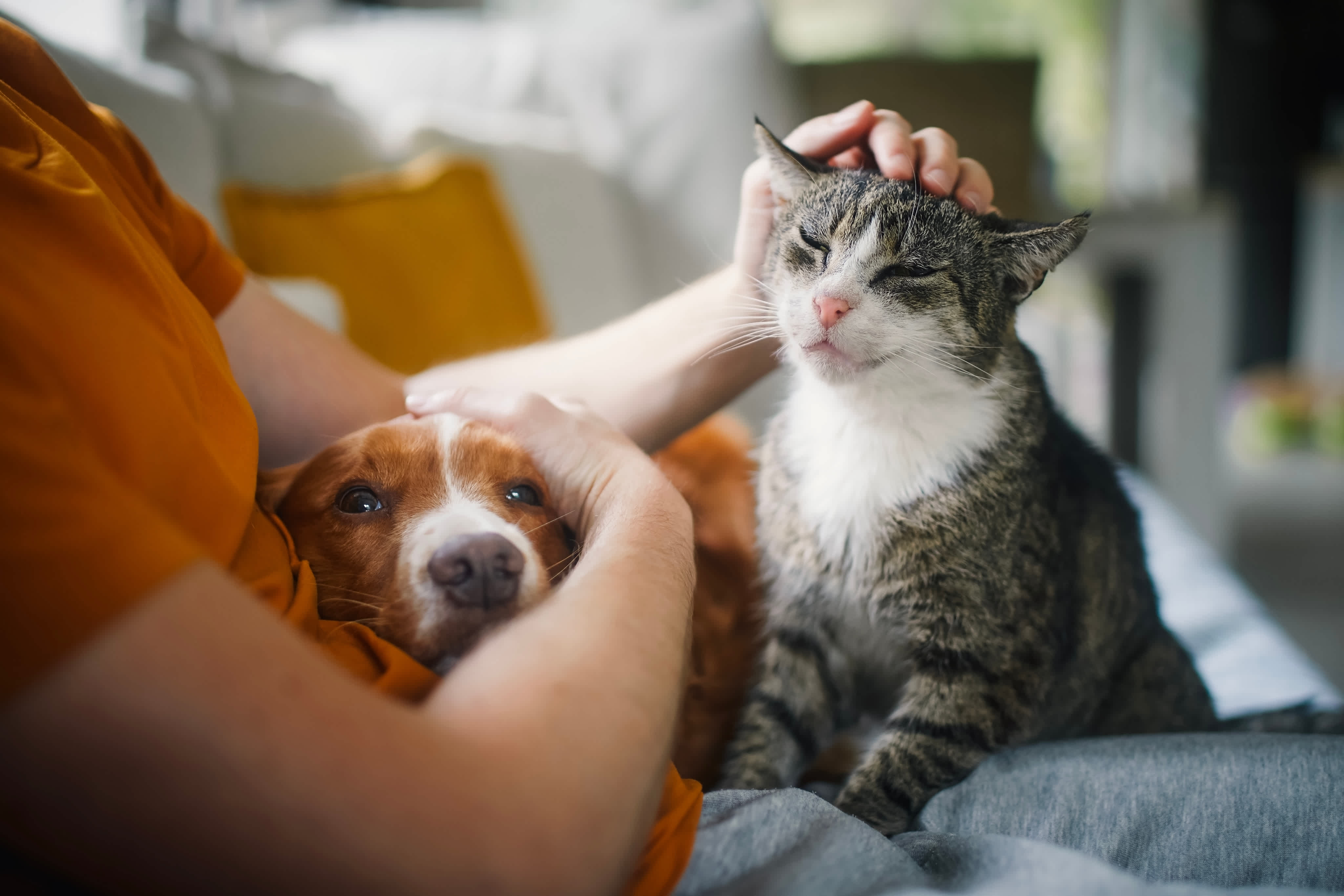 A cat and dog in their owners lap
