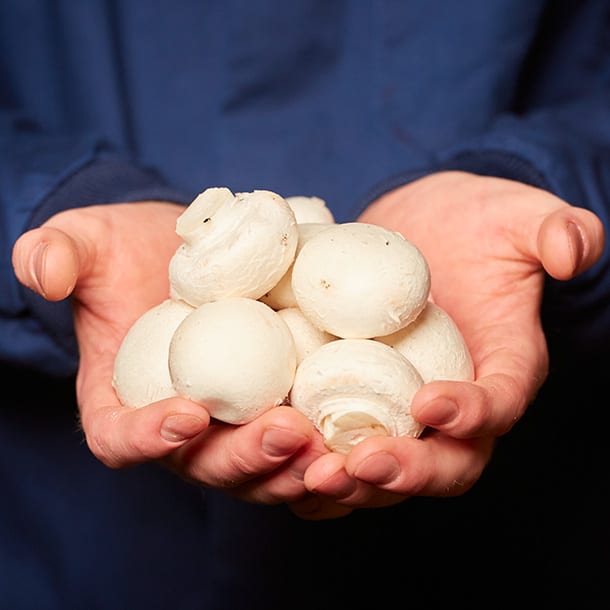 Mushrooms