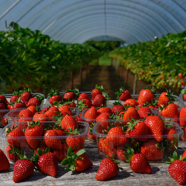 Irish strawberry