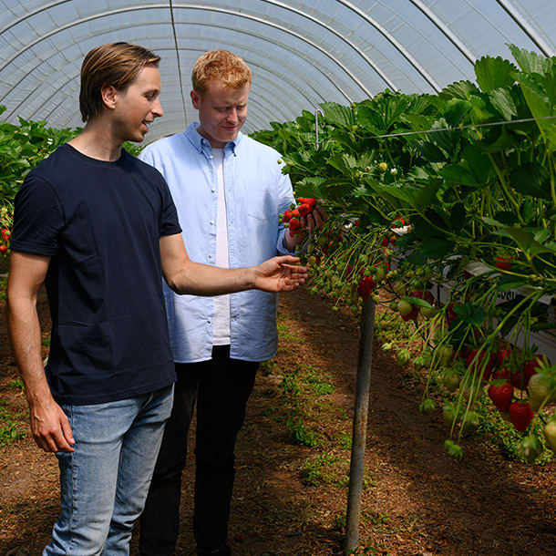 Meet Irish strawberry grower, Stephen Tasker