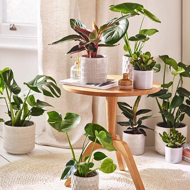 Light living room with lots of houseplants
