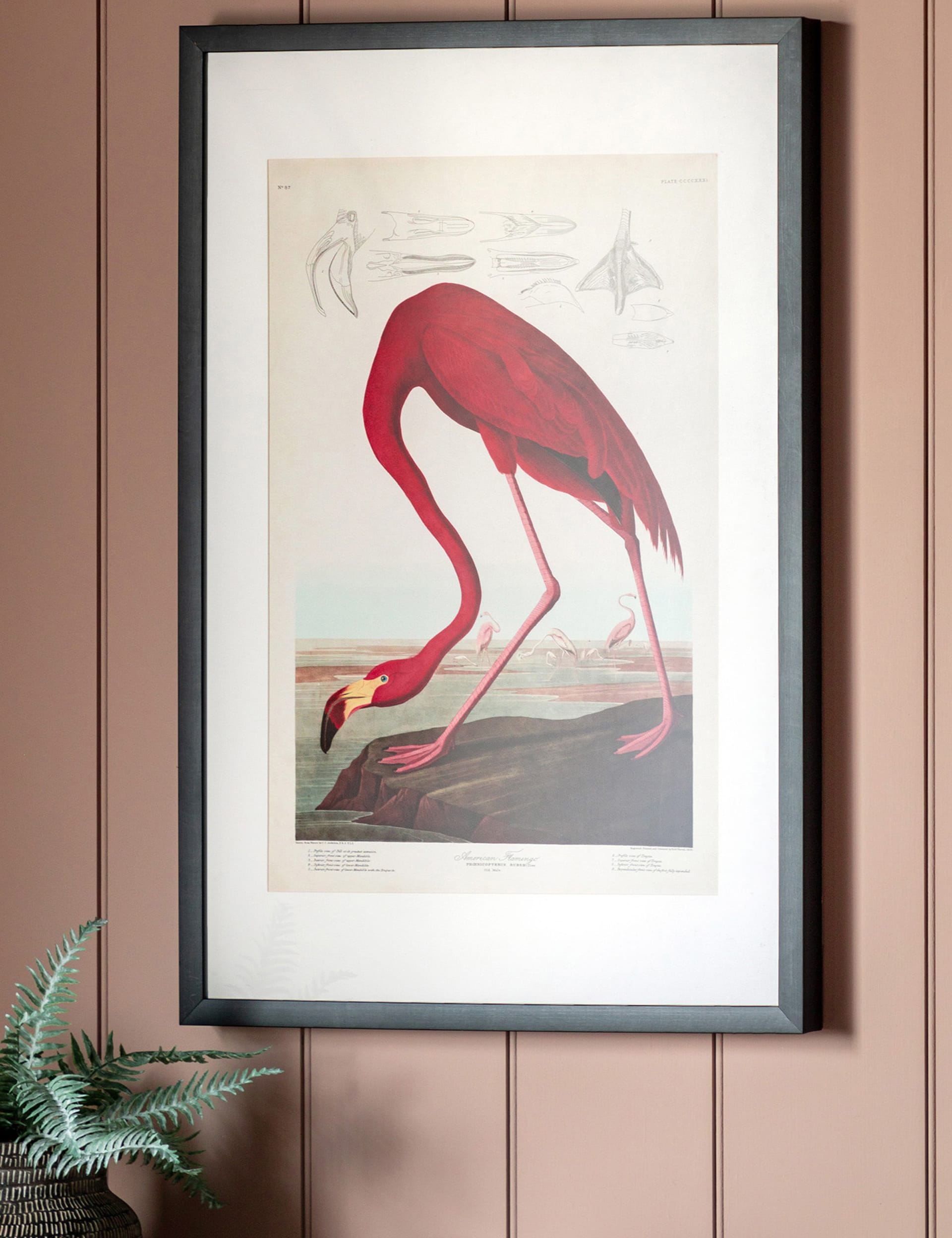 CURIOUS FLAMINGO RECTANGLE FRAMED ART | GALLERY DIRECT | M&S