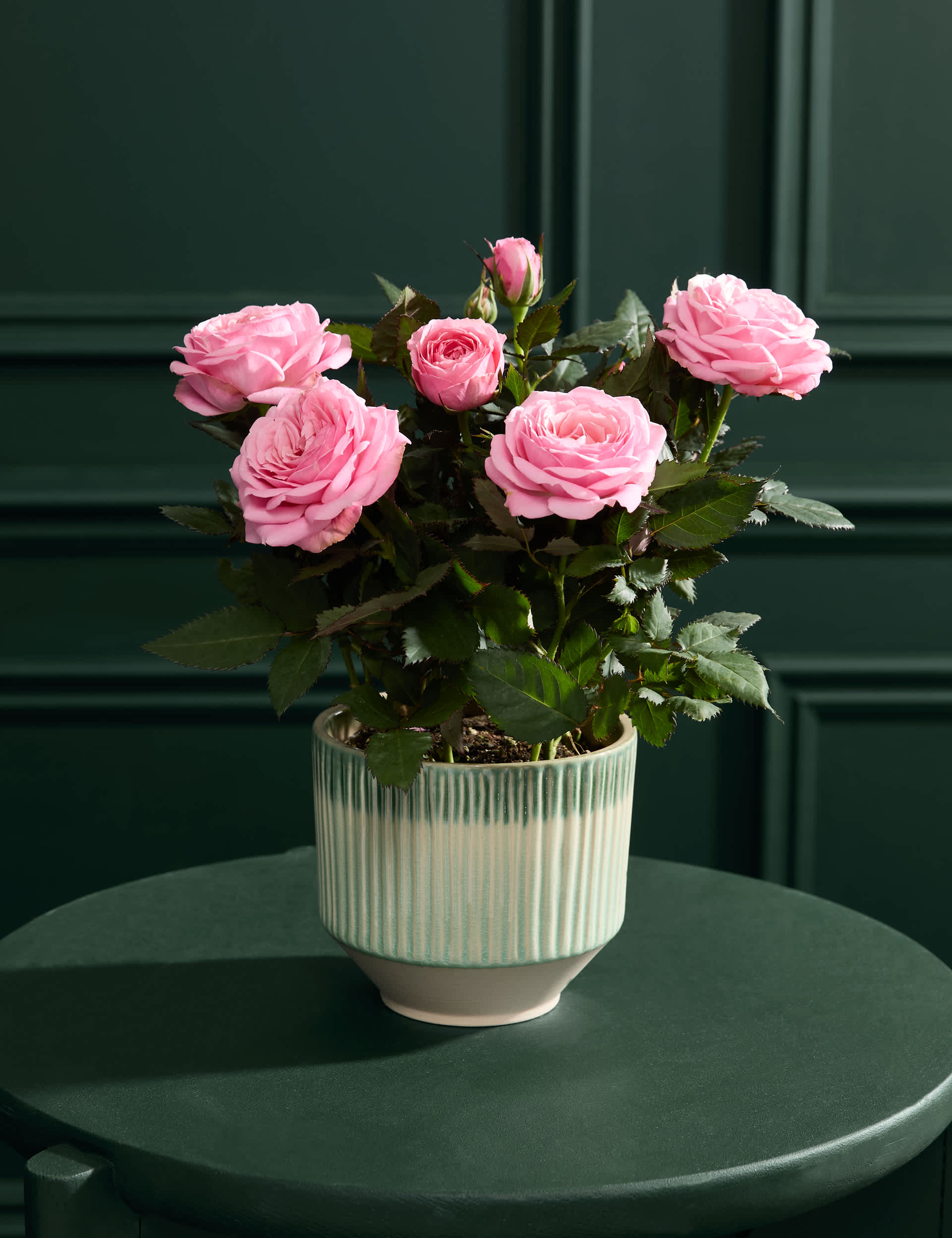 Luxury Pink Rose with Ceramic Pot by Flower Market at M&S