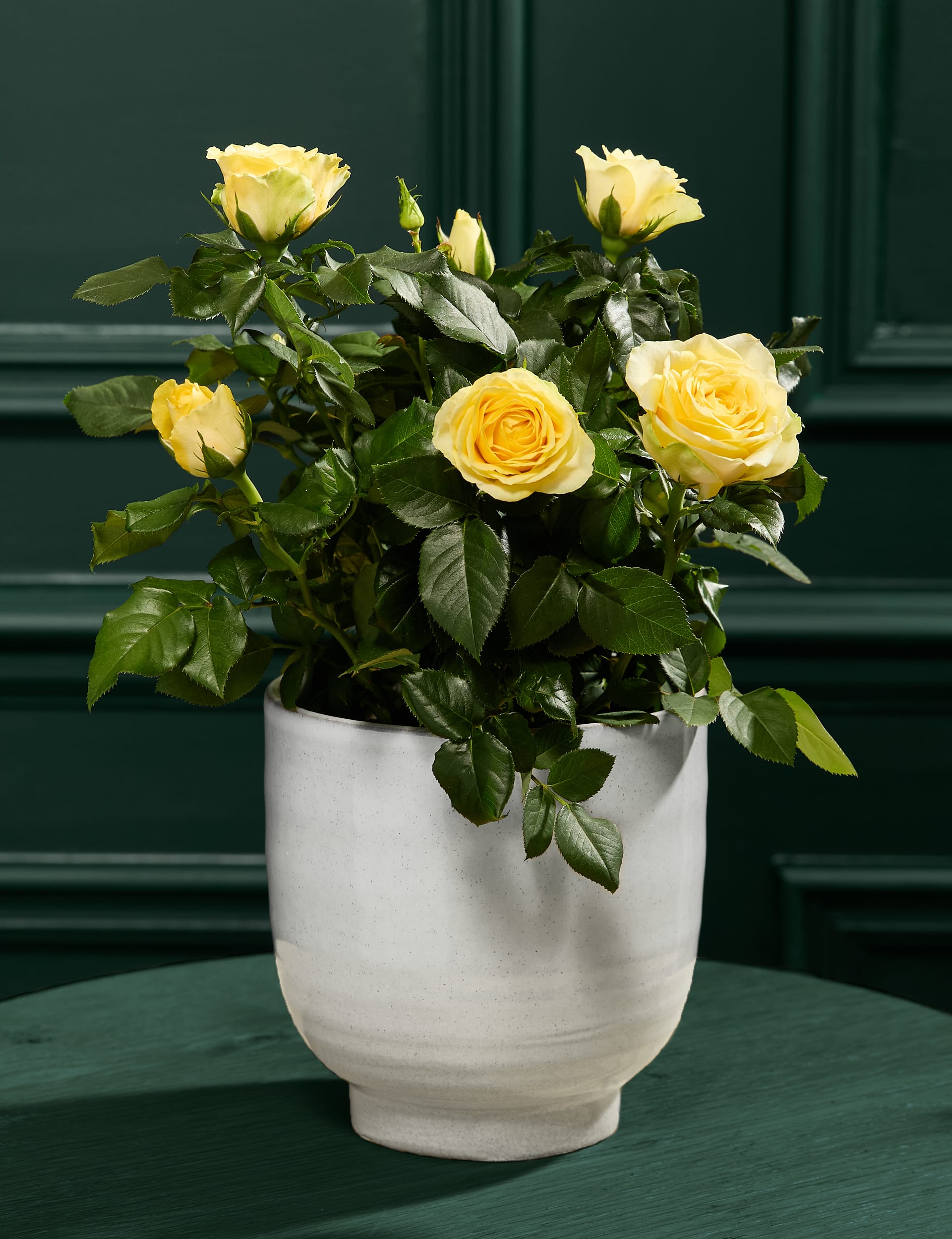 Rose in Ceramic | M&S
