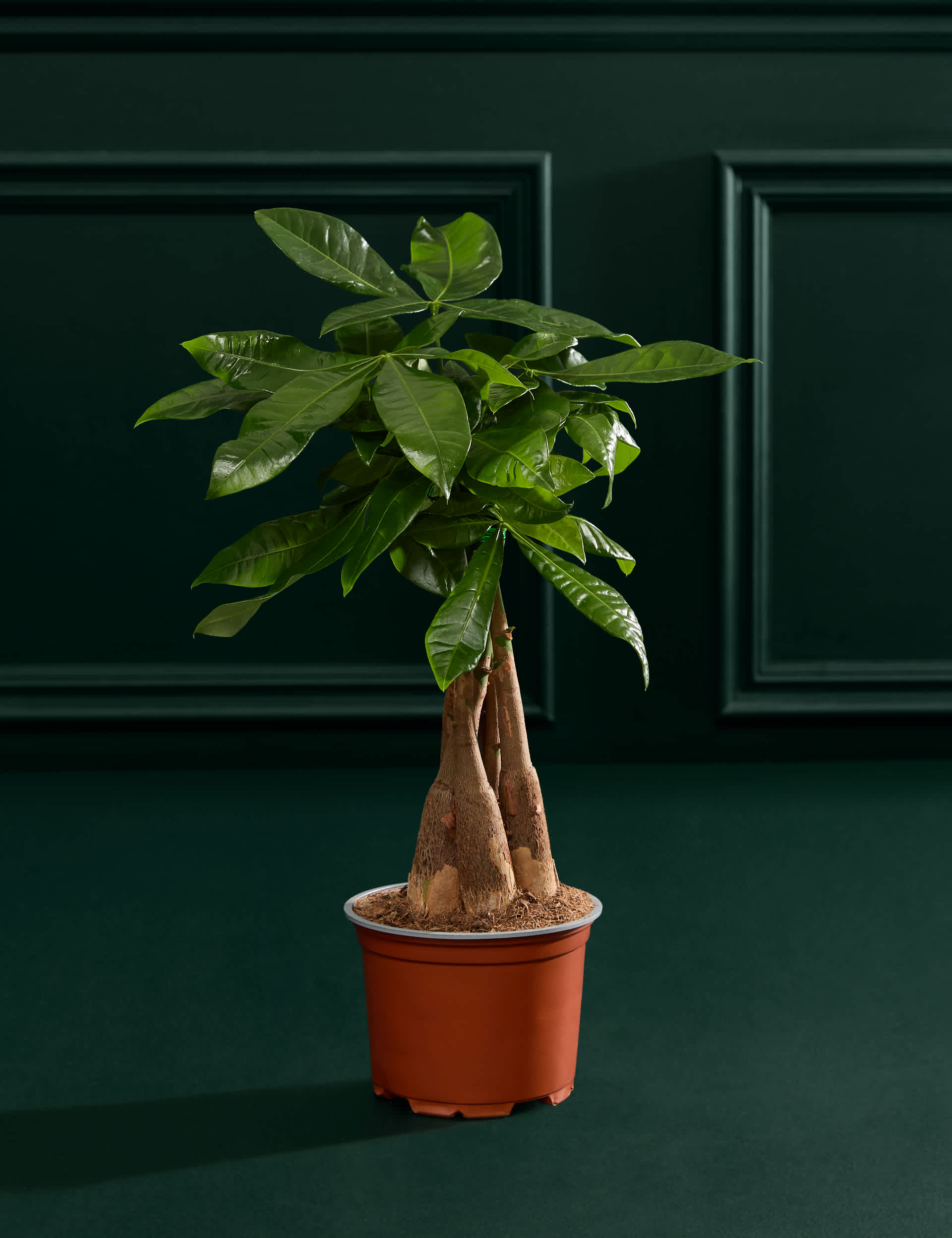 3 for £30 on selected indoor plants