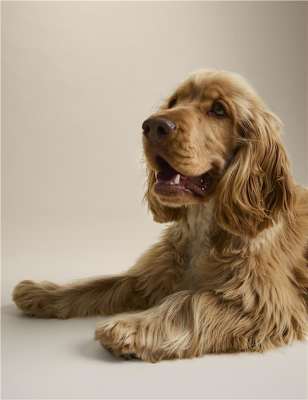 fluffy brown dog smiling