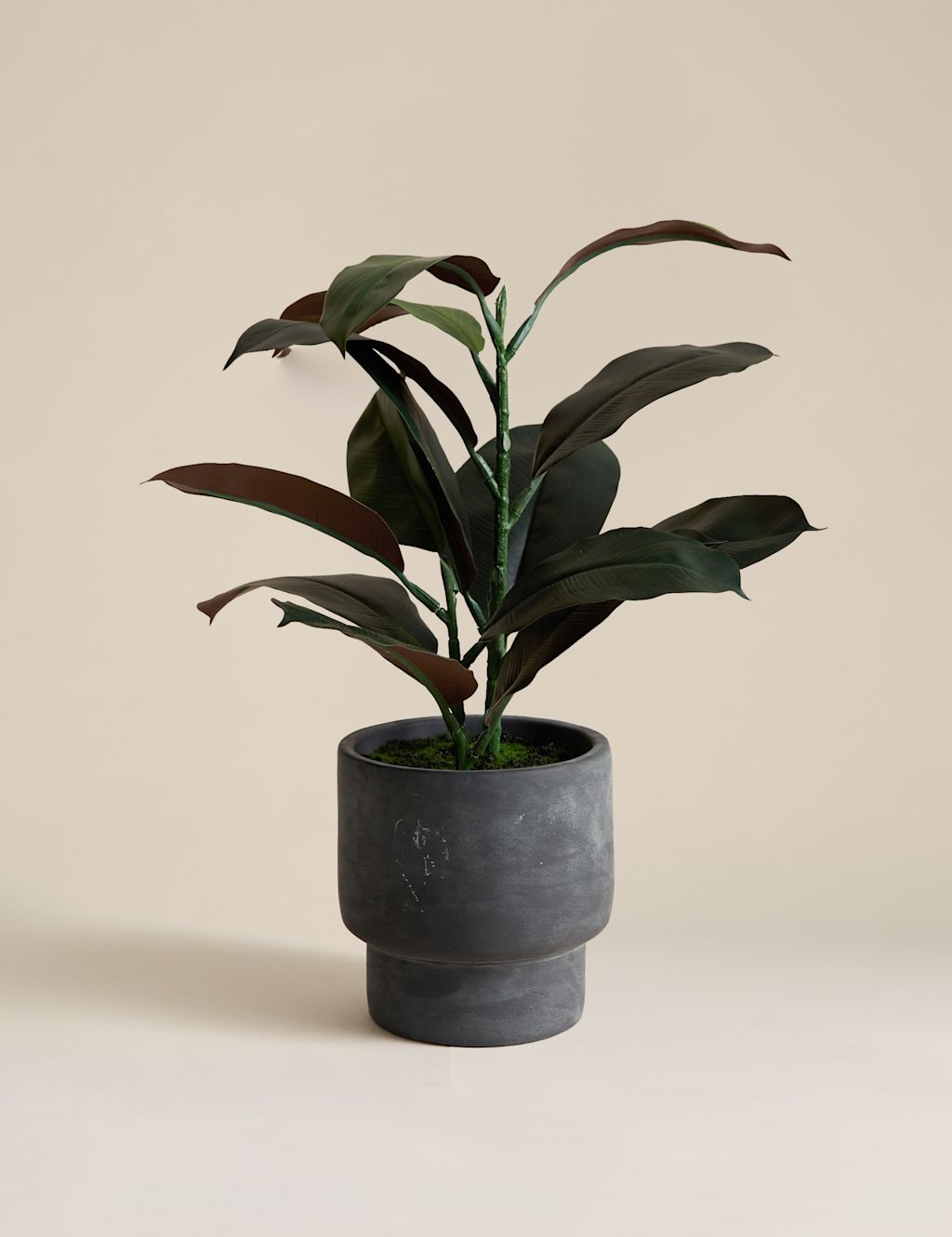 Moss & Sweetpea Artificial Rubber Plant in Cement Pot - Charcoal, Charcoal