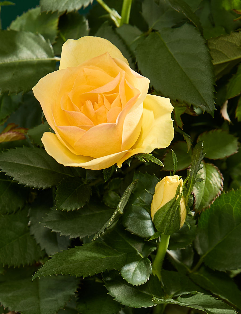 Rose Plant with Penny Bazaar Shortbread