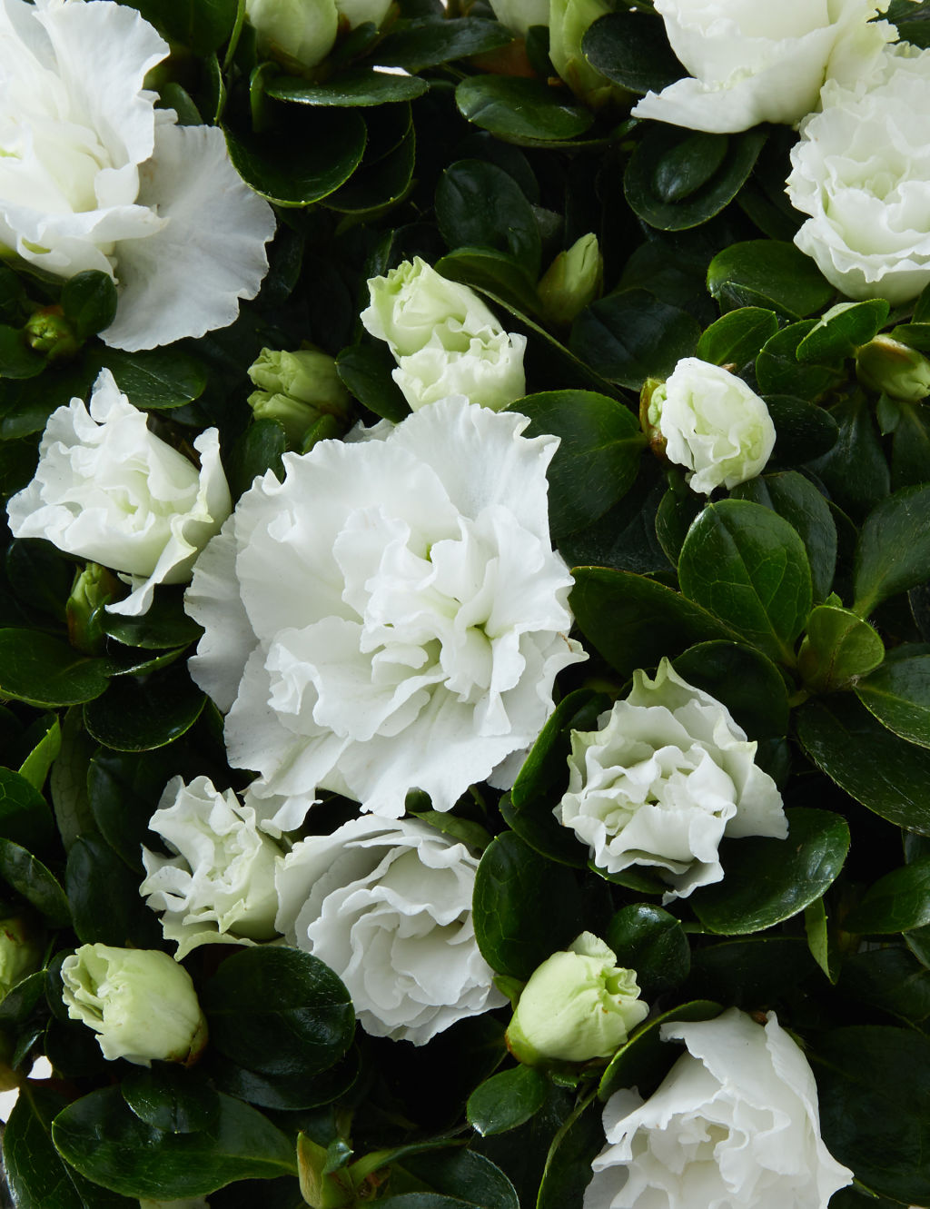 White Azalea in Glass Pot 4 of 4