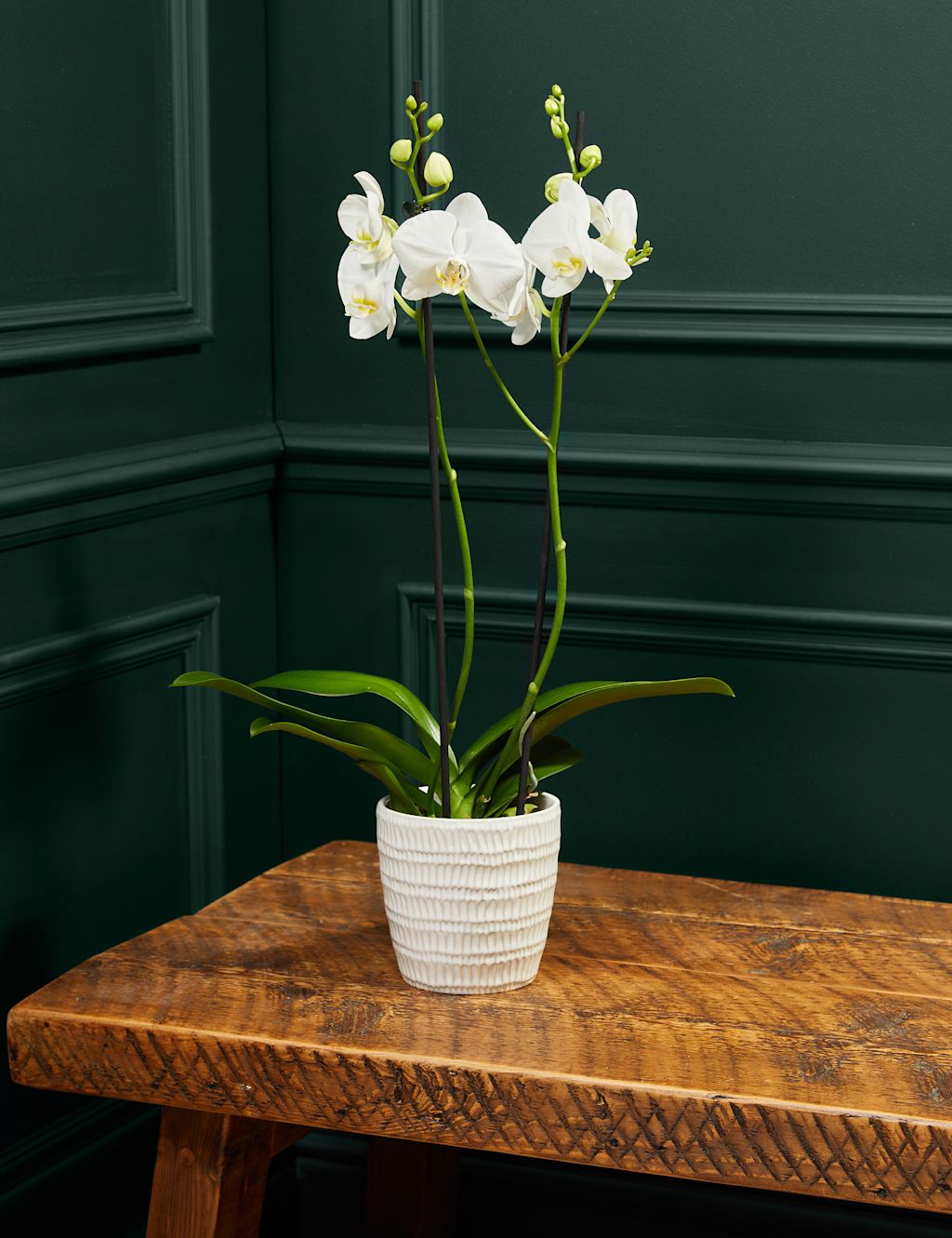 Large White Phalaenopsis Orchid in Ceramic Pot