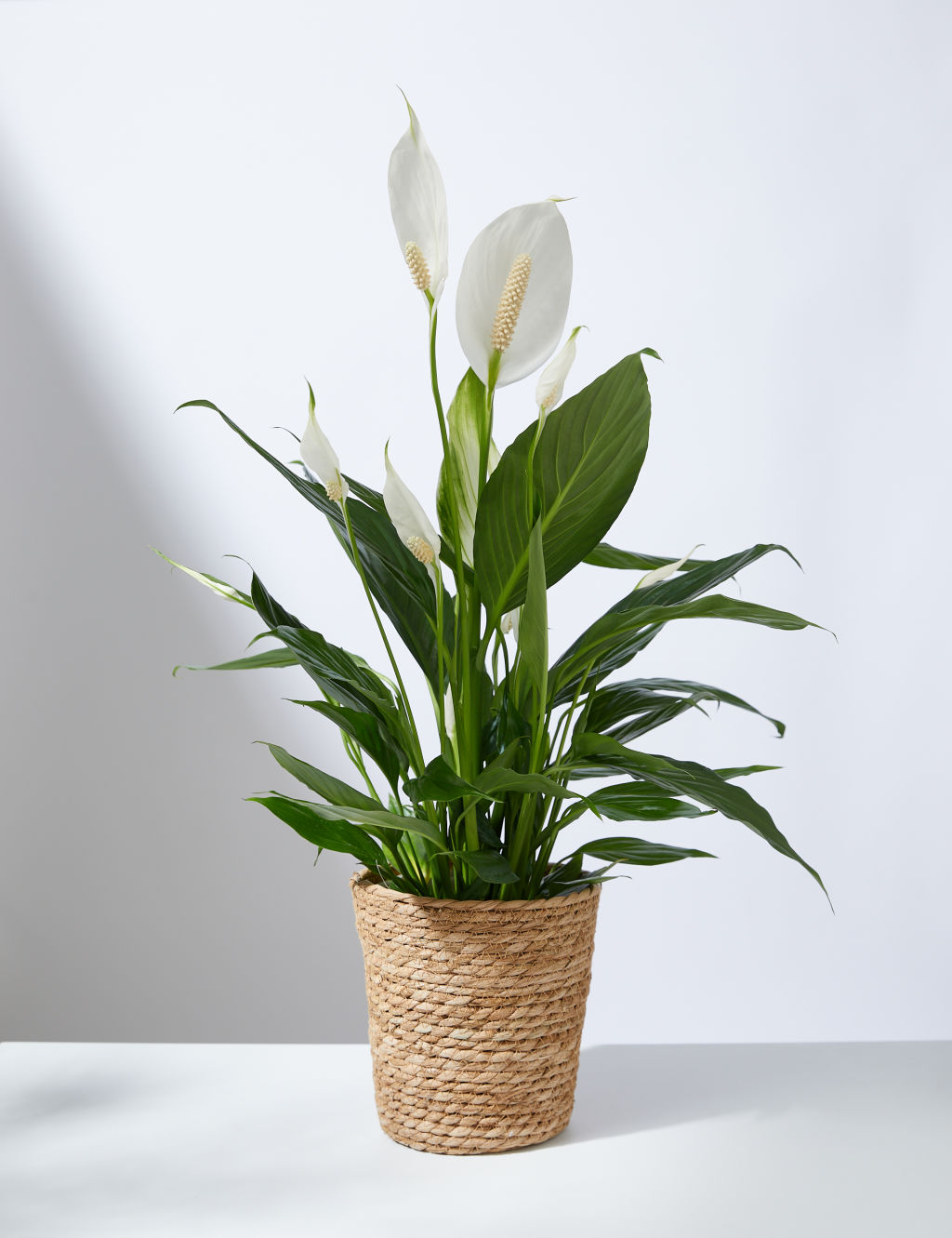 Peace Lily in Basket 3 of 3