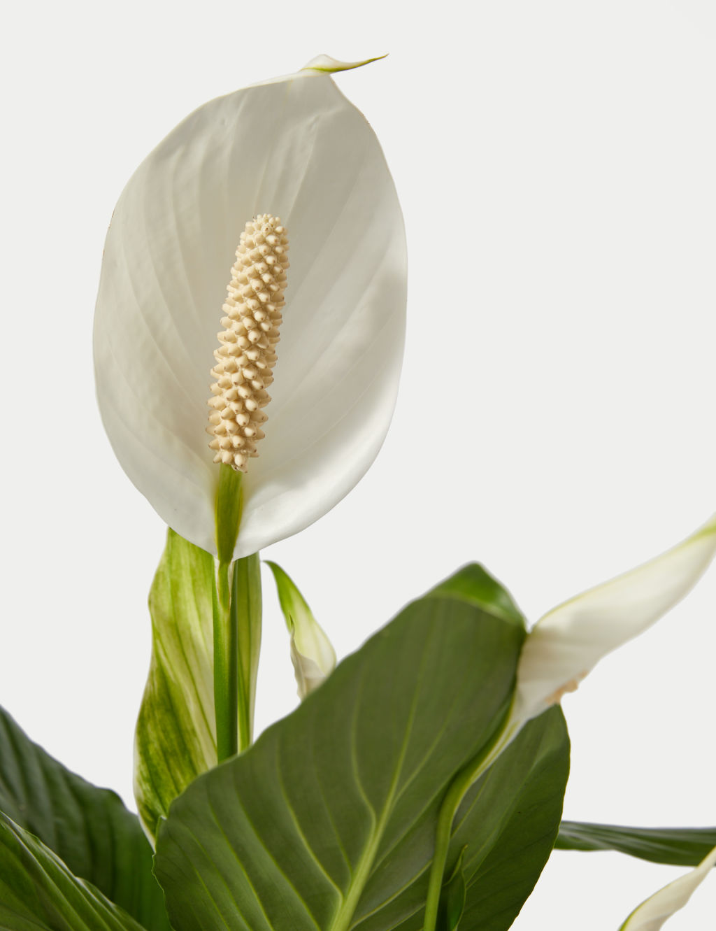 Peace Lily in Basket 1 of 3