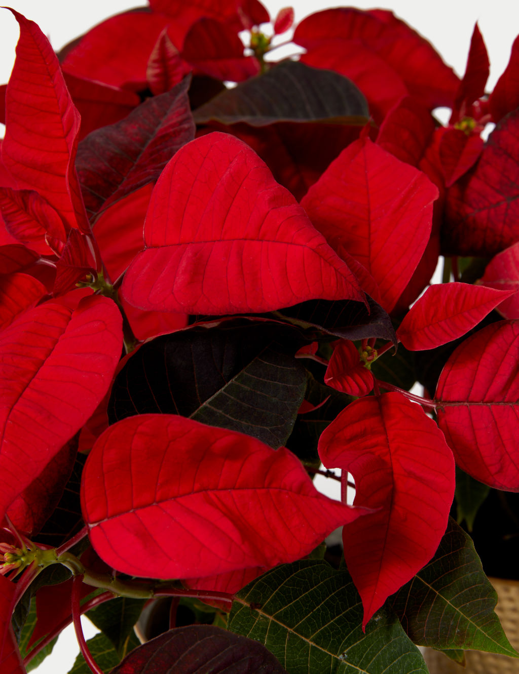 Poinsettia Trio 2 of 4