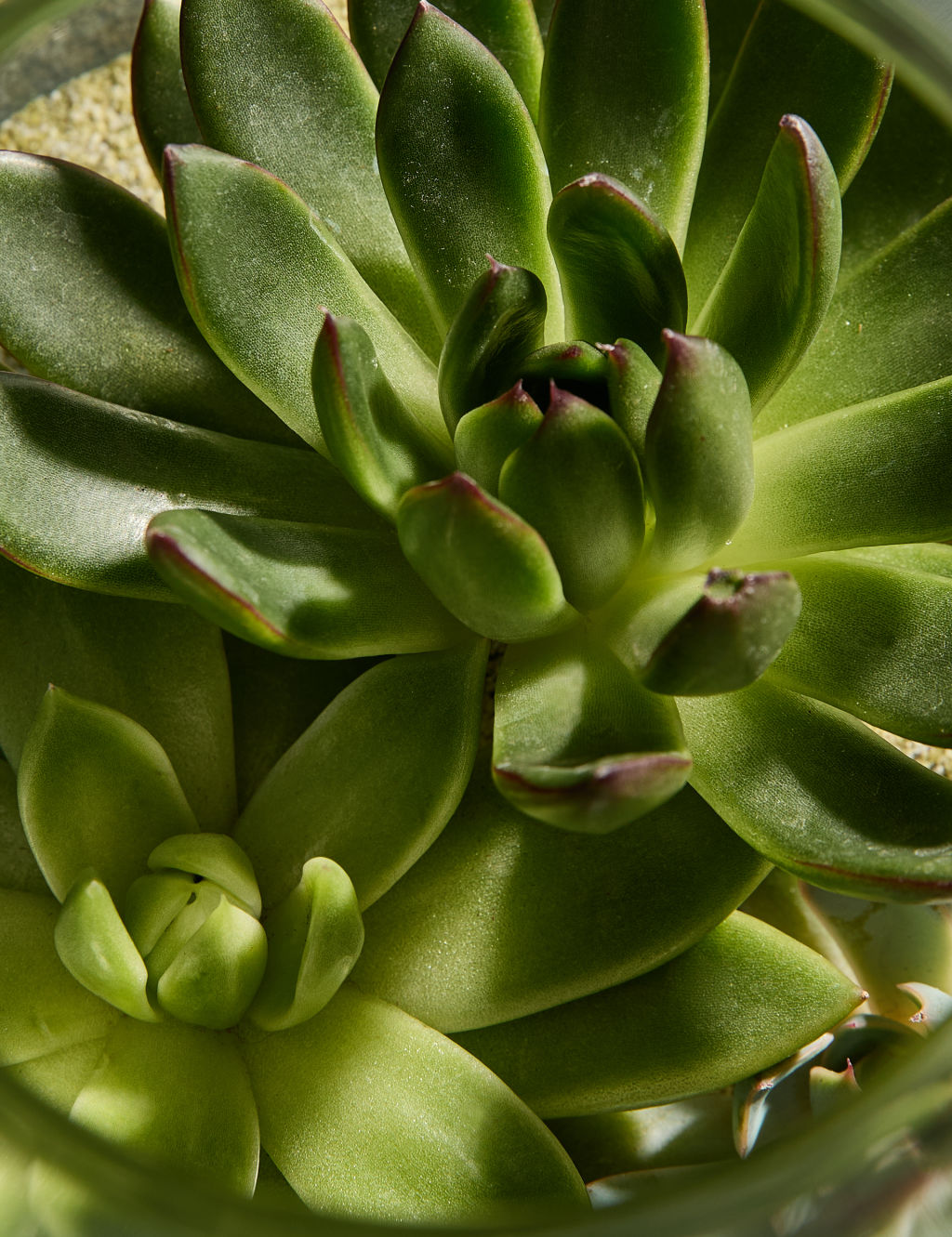 Succulent Bottle Garden Kit
