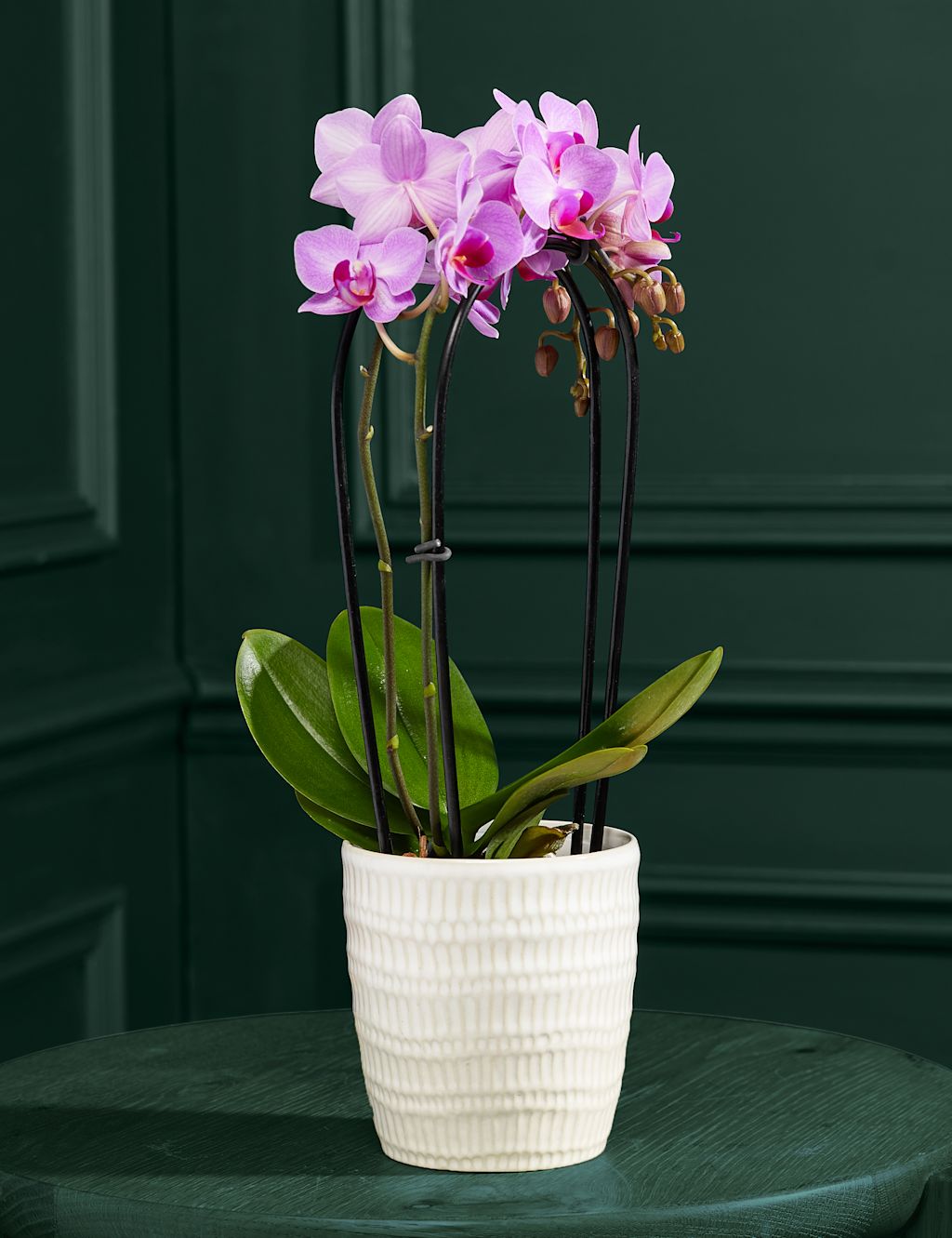 Purple Miniature Phalaenopsis Cascade Orchid in Ceramic Pot