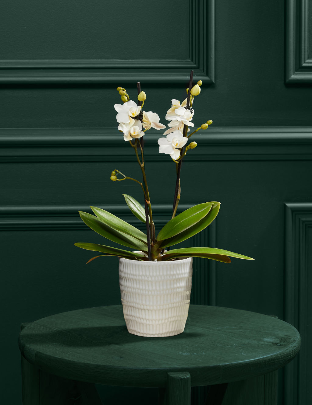 White Miniature Phalaenopsis Orchid in Ceramic Pot